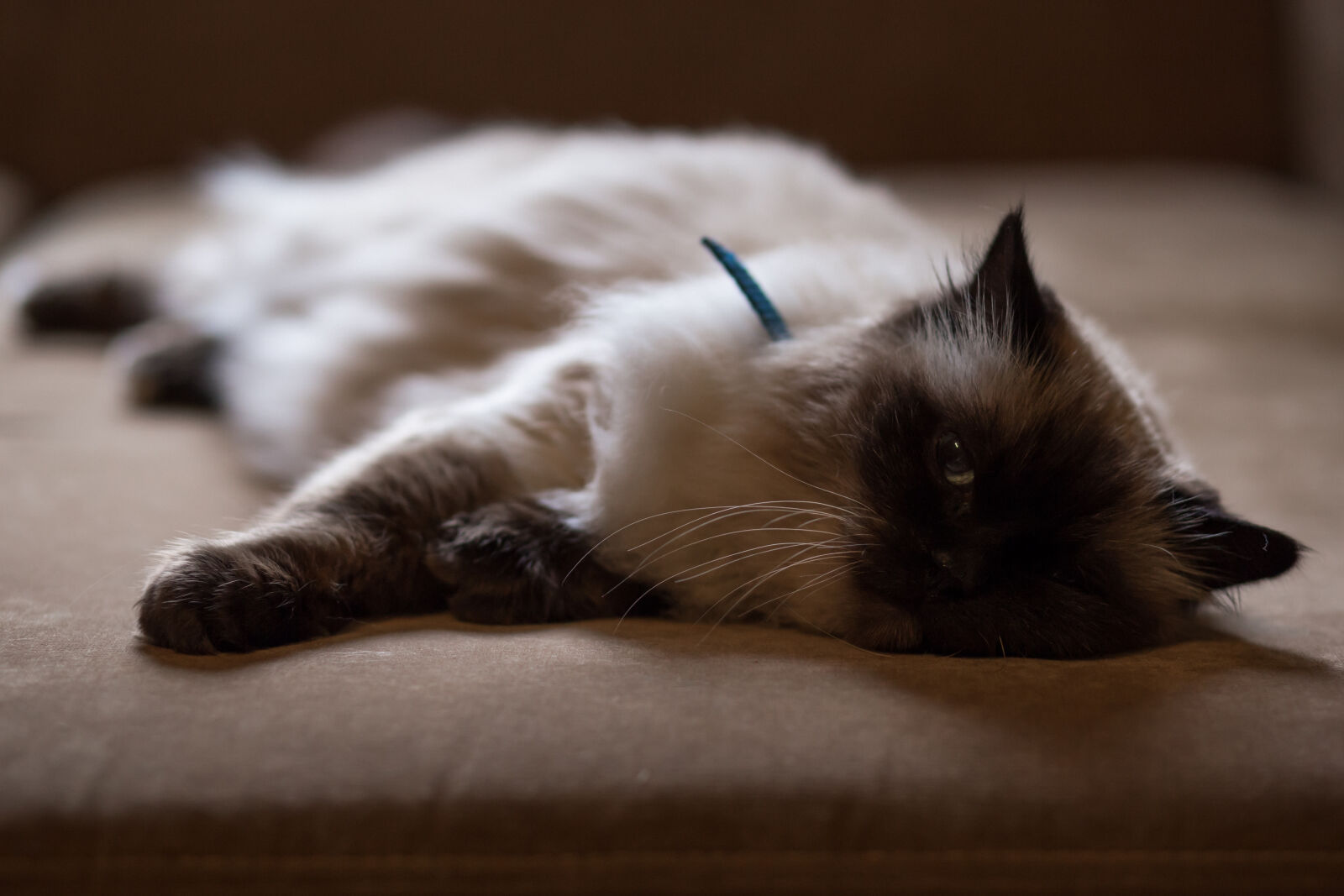 Canon EF 85mm F1.8 USM sample photo. Persian, cat, lying, on photography