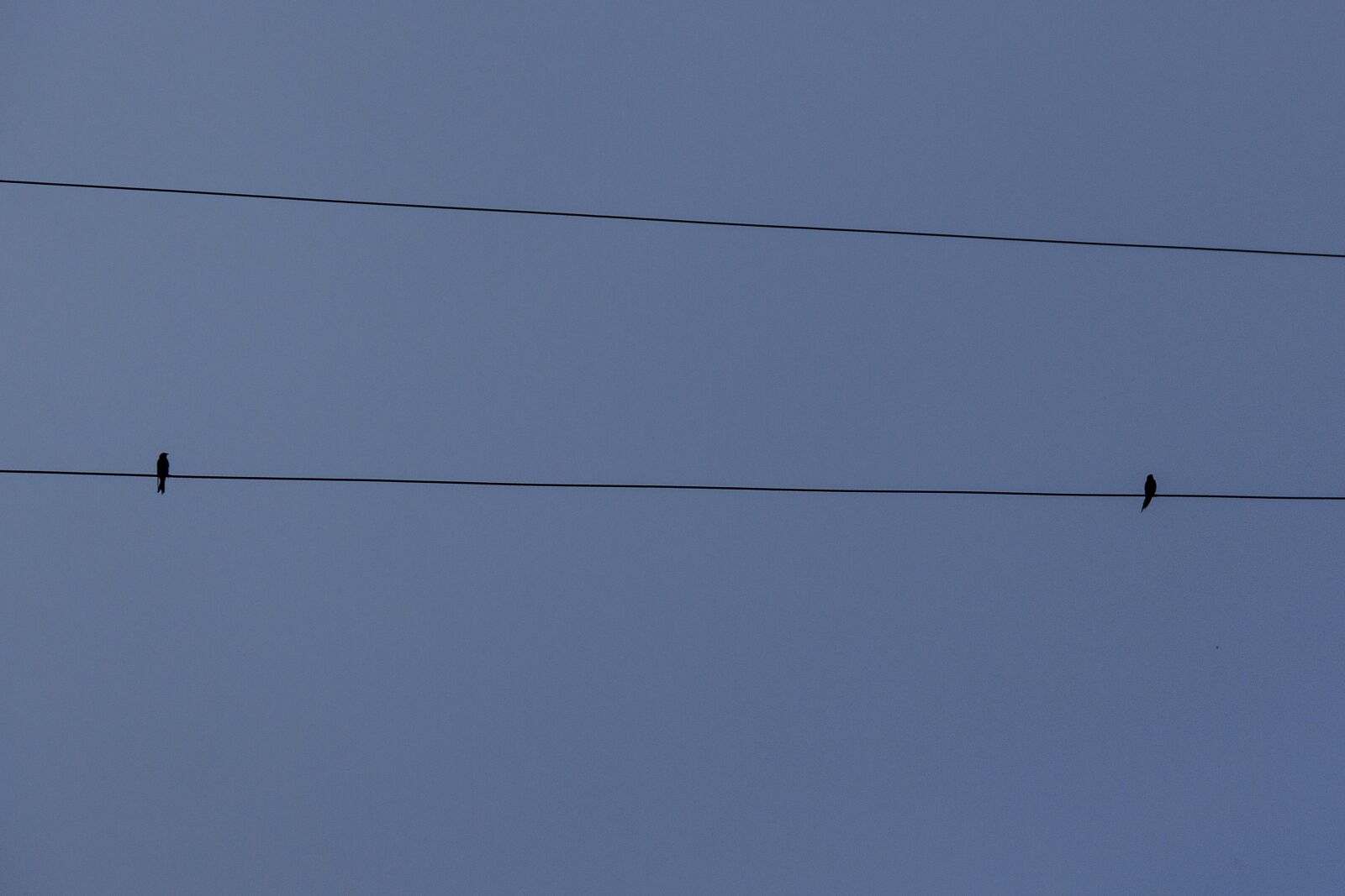 Canon EOS 70D sample photo. Bird, twobirds, birdlove photography