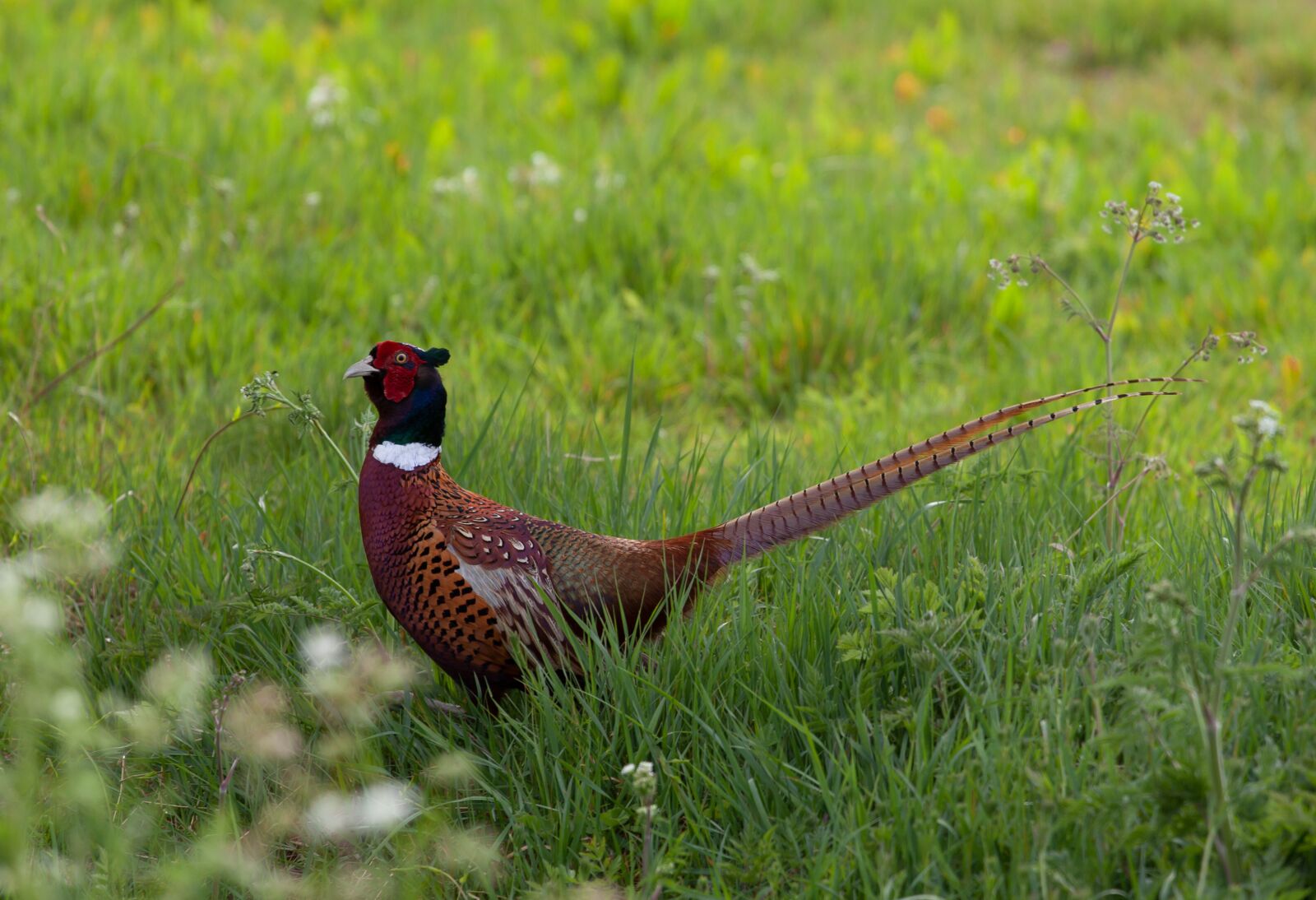 Canon EF 70-200mm F4L USM sample photo. Pheasant, field, feathers photography