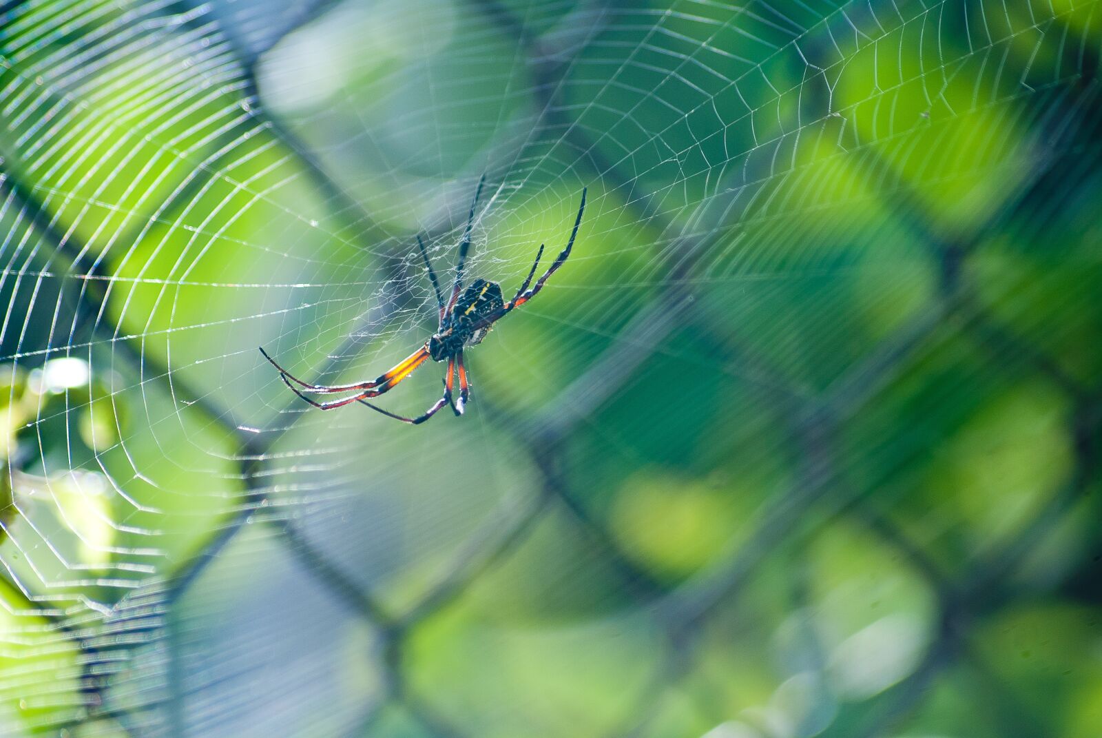 Sony Alpha DSLR-A300 sample photo. Spider, green, web photography