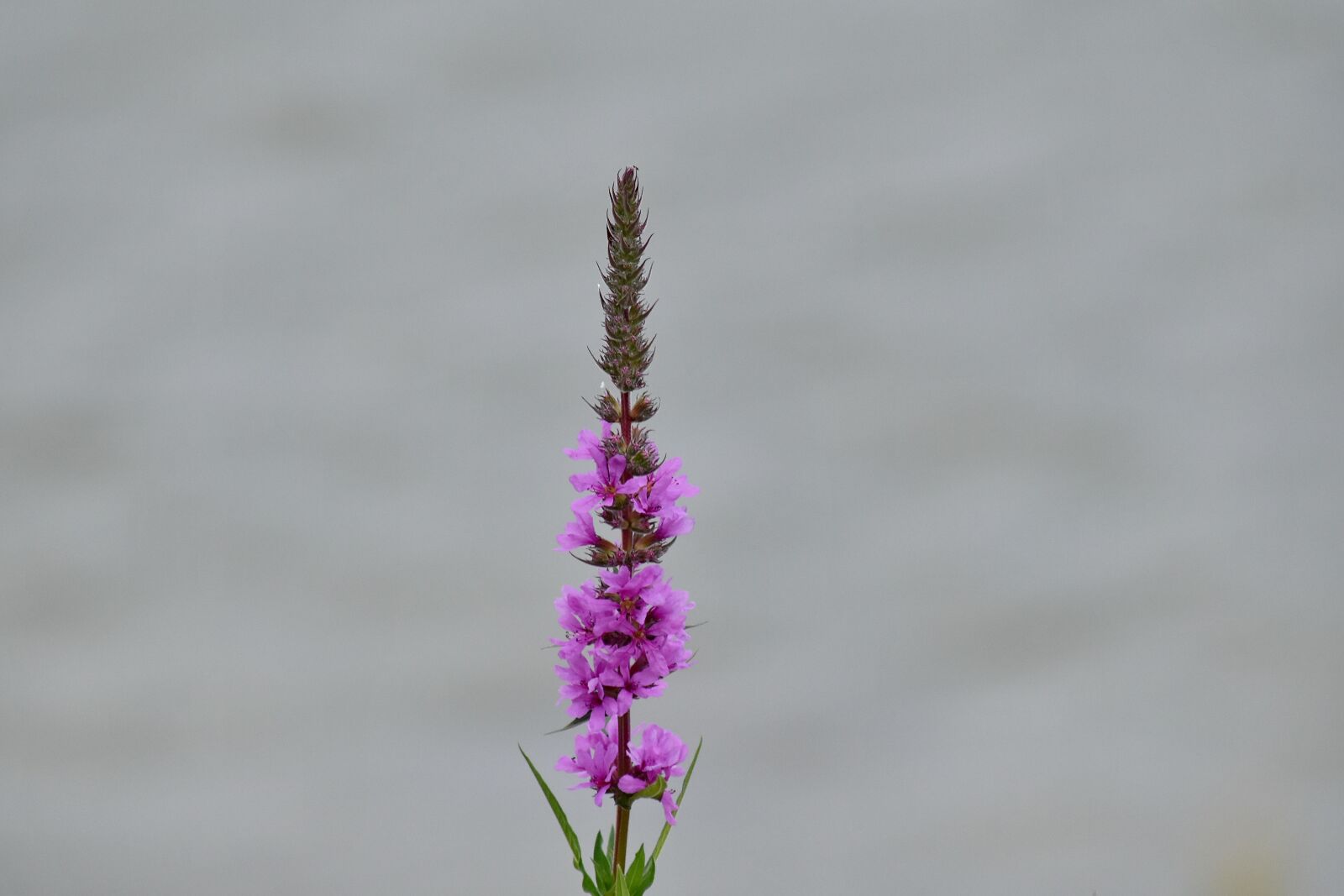 Nikon D5500 sample photo. Flower, purplish, vertical, plant photography