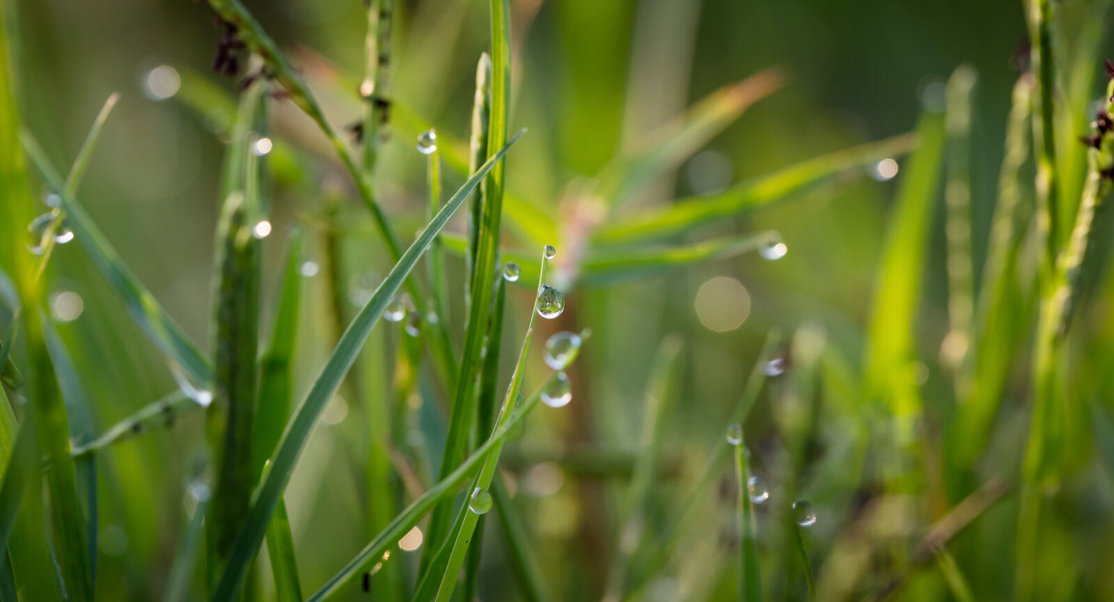 Canon EOS 6D + Canon EF 100mm F2.8L Macro IS USM sample photo. Grass, with, dew, drops photography