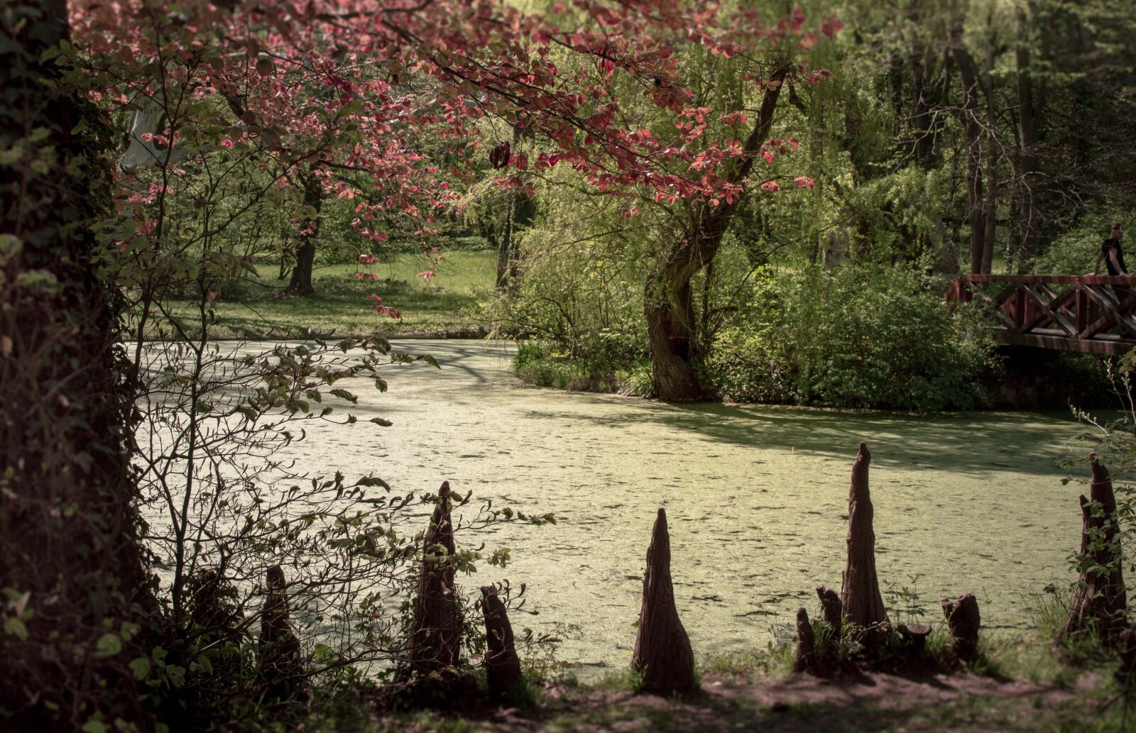 Nikon D3200 sample photo. Tree, arboretum, spring photography