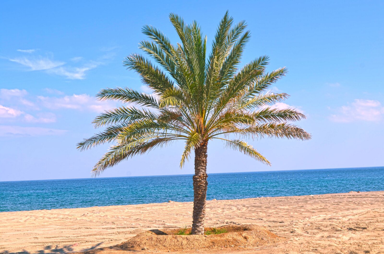 Nikon D7000 sample photo. Palm tree, dates tree photography