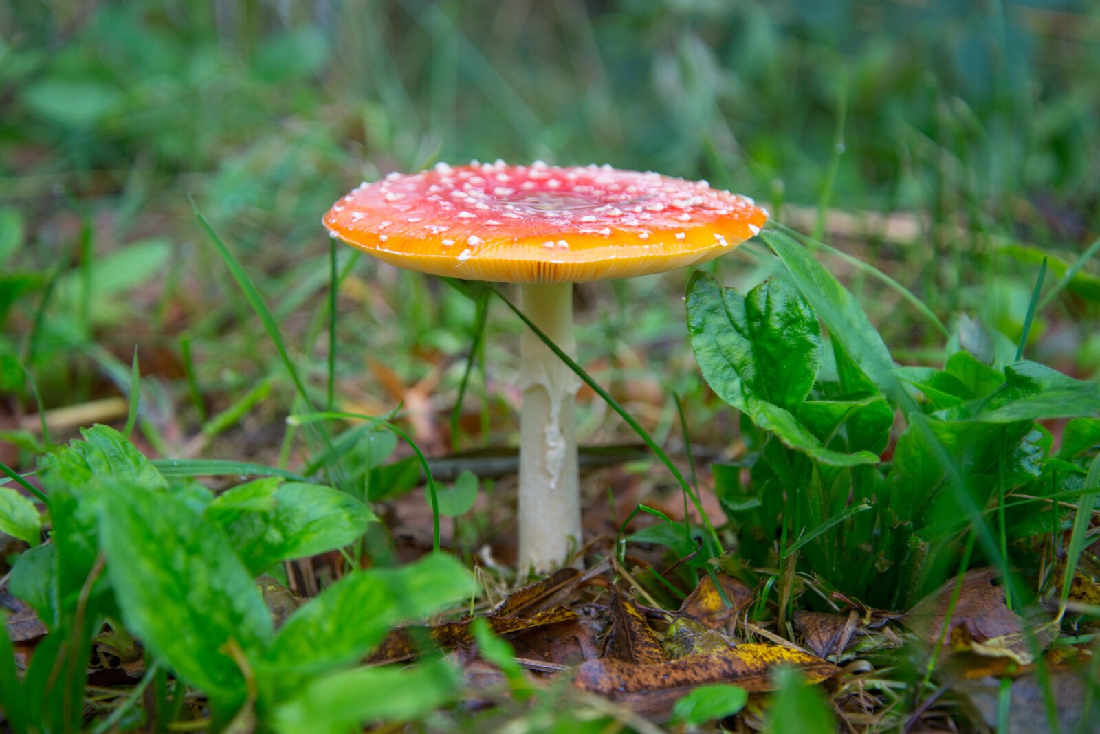 Nikon AF-S Nikkor 24-85mm F3.5-4.5G ED VR sample photo. Autumn, fly, agaric, forest photography