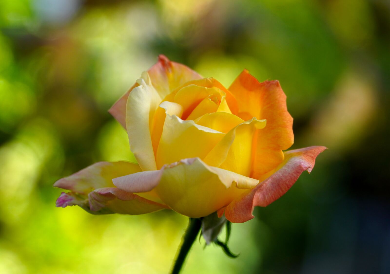 Sony a6400 sample photo. Rose, yellow rose, blossom photography