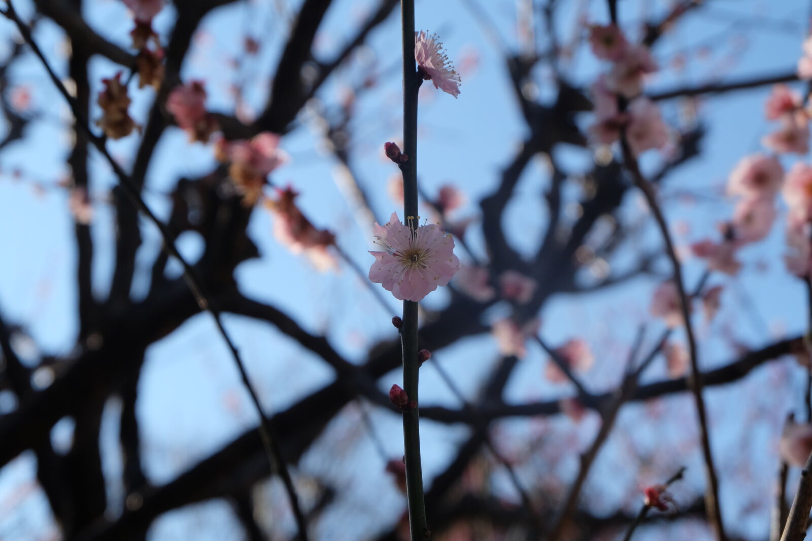 Fujifilm X-M1 sample photo
