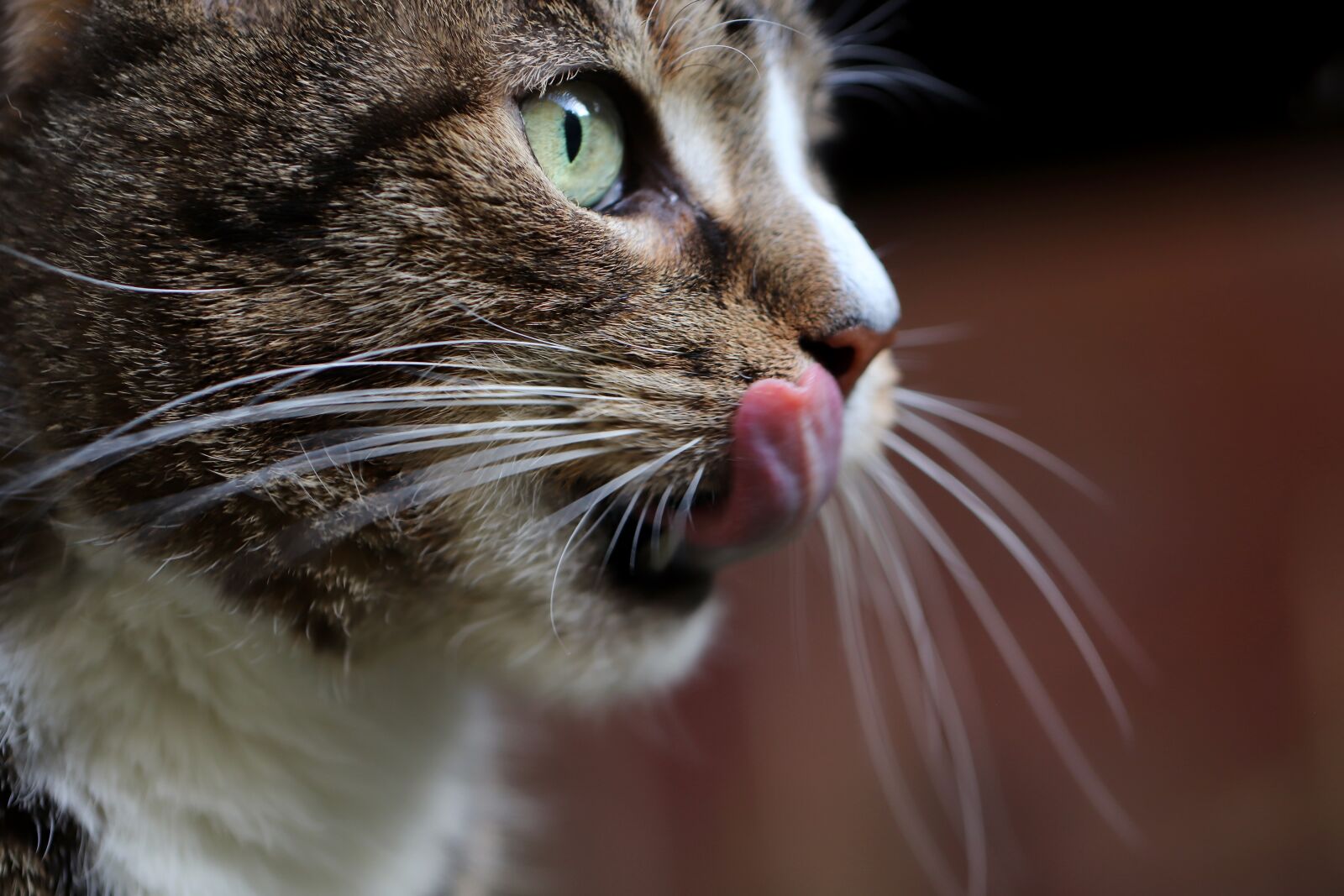 Canon EOS 800D (EOS Rebel T7i / EOS Kiss X9i) sample photo. Cat, tongue, domestic cat photography