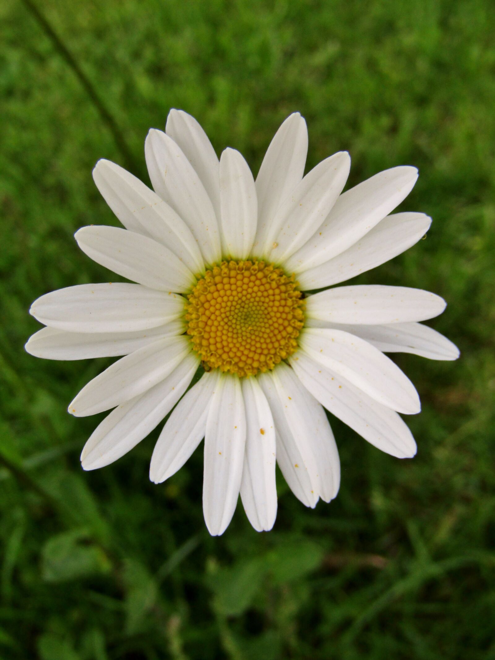 Canon POWERSHOT SX432 IS sample photo. Marguerite, single flower, daisies photography
