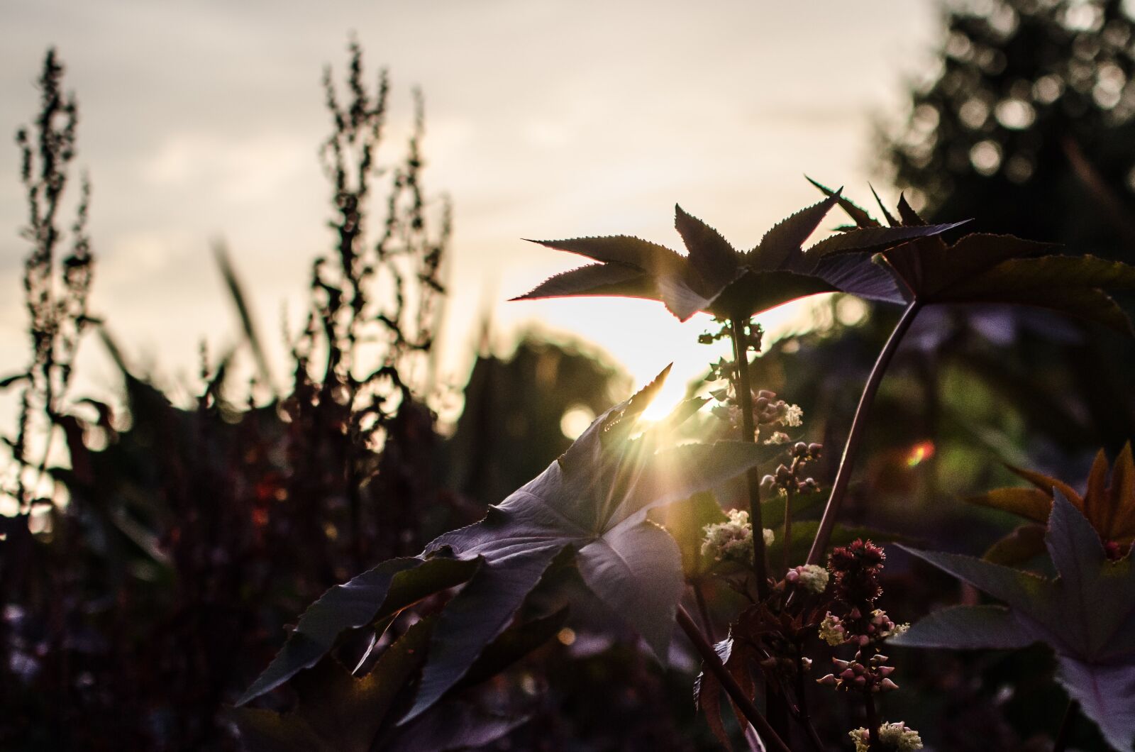 Nikon D7000 sample photo. Garden park, bad zwischenahn photography