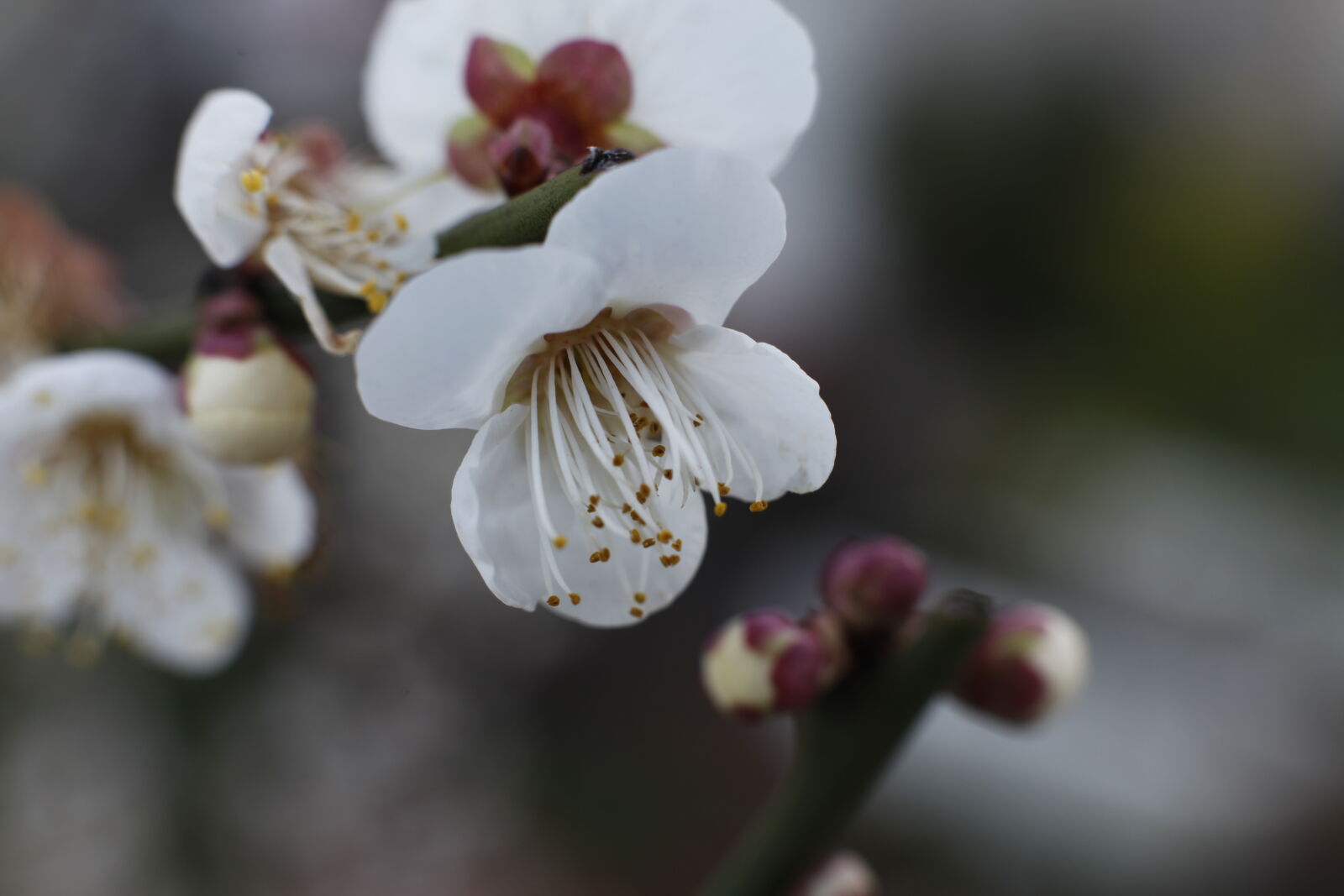 Canon EOS 5D Mark II sample photo. Beautiful, flowers, bokeh, macro photography