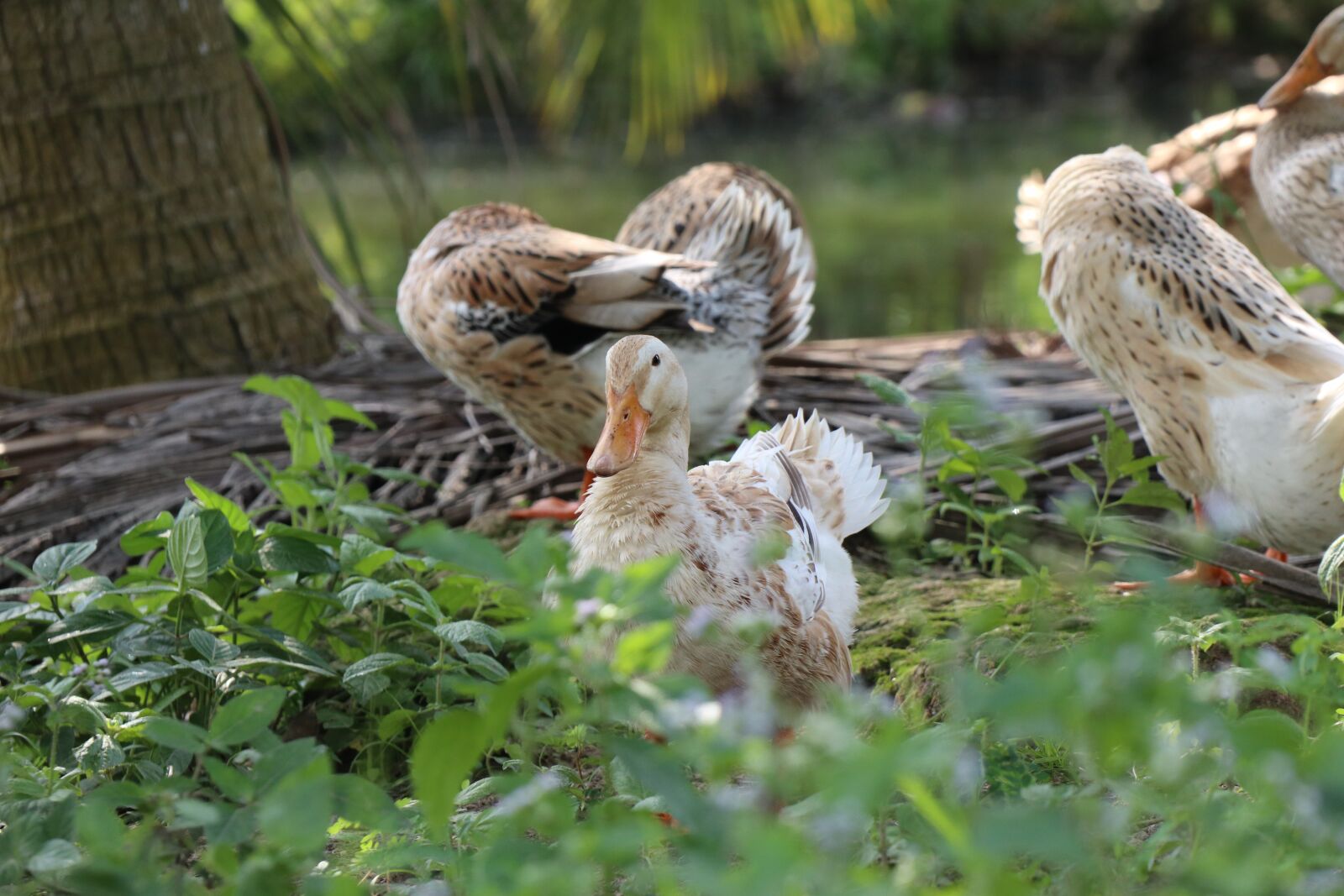 Canon EOS M6 sample photo. Duck tail, rest, pond photography