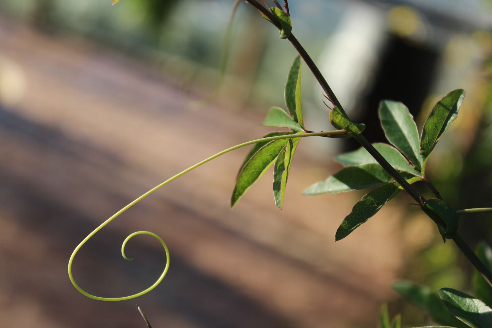 Canon EOS 1200D (EOS Rebel T5 / EOS Kiss X70 / EOS Hi) sample photo. Plant, vine, climber photography