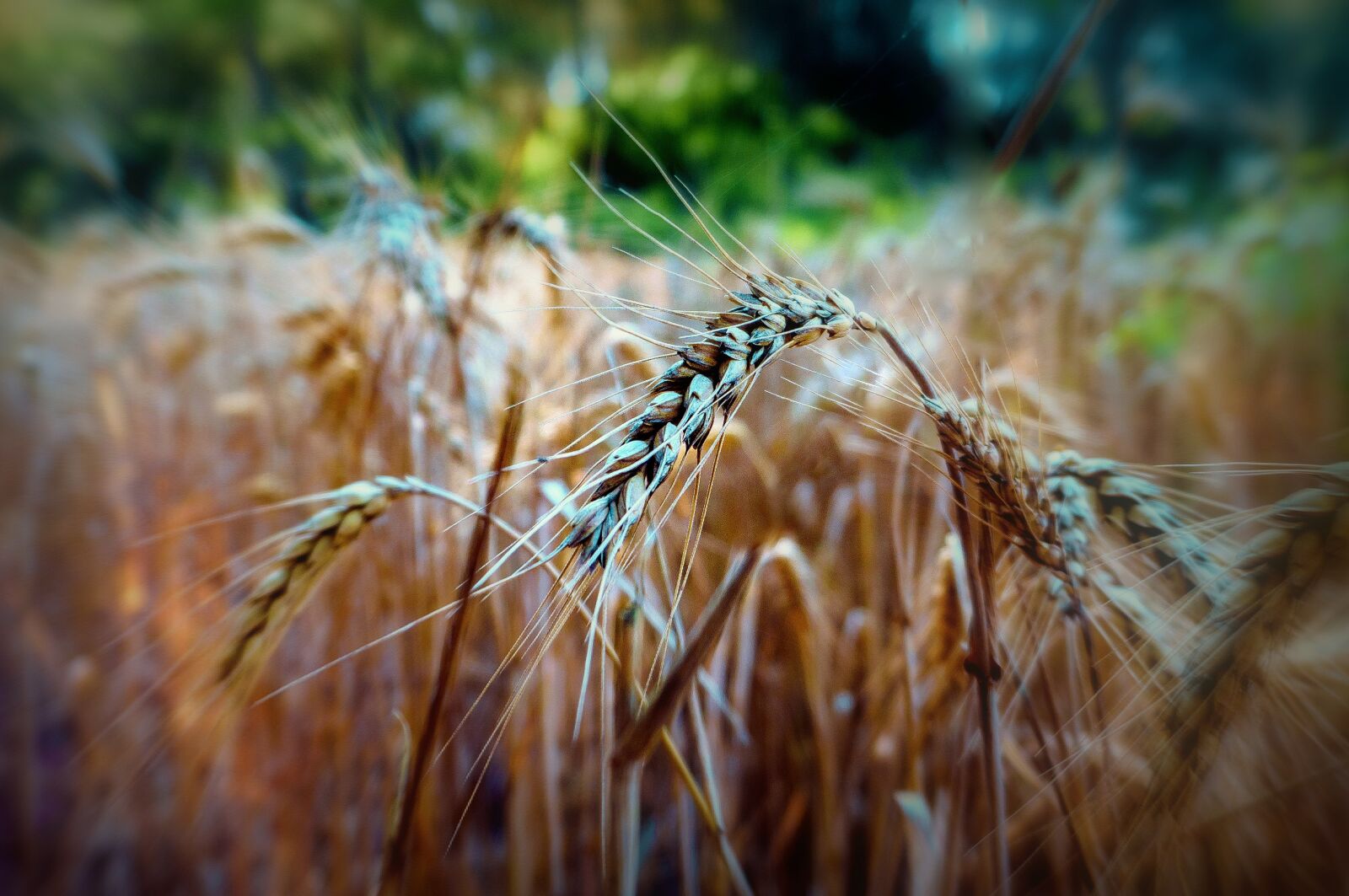 Sony a6000 sample photo. Nature, wheat, spikes photography