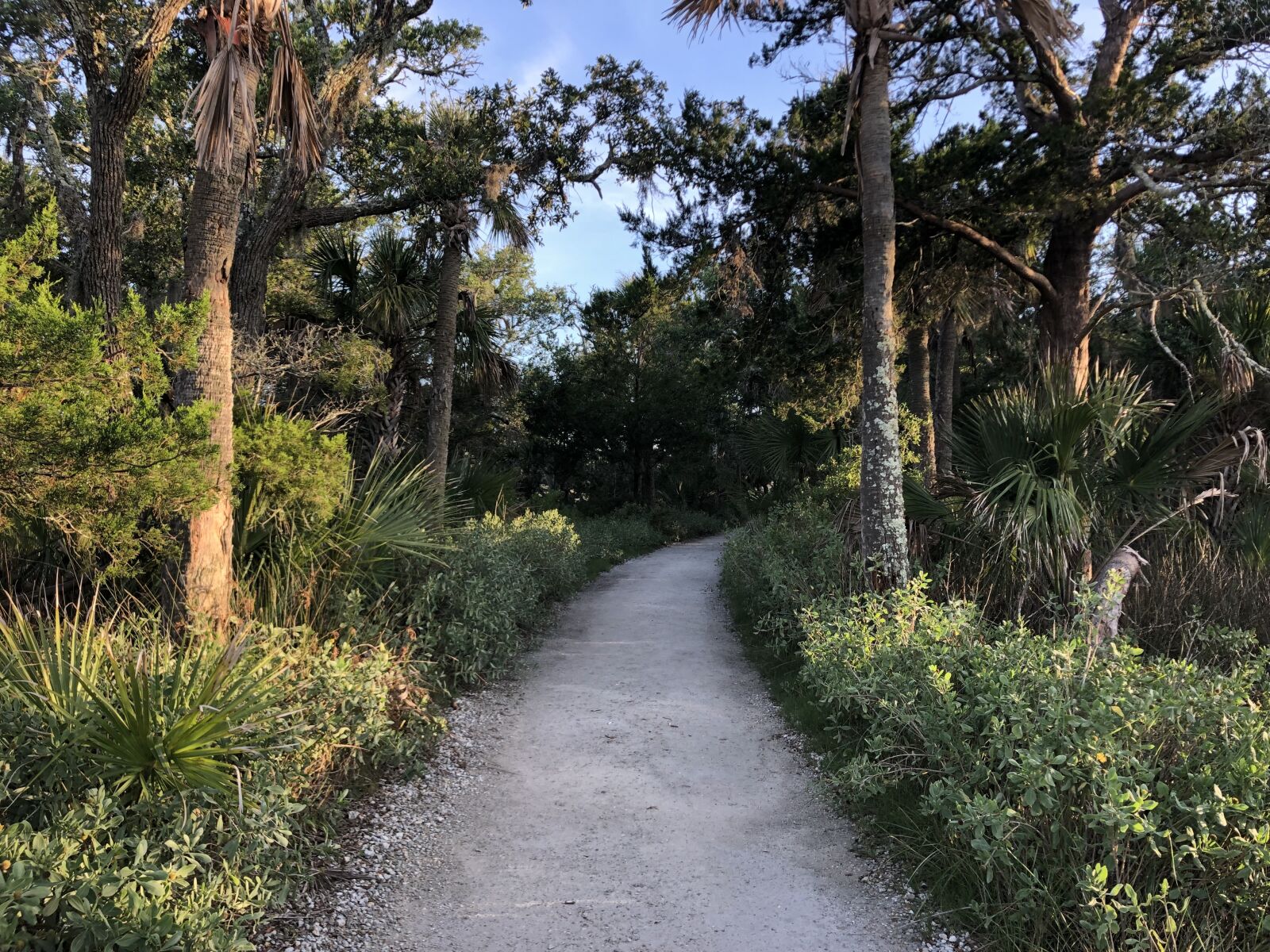 iPhone 8 Plus back dual camera 3.99mm f/1.8 sample photo. Botany bay, edisto island photography