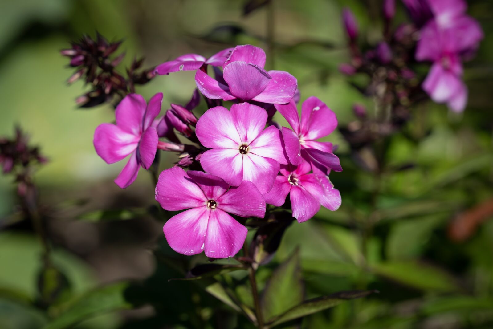 Nikon D750 sample photo. Phlox, flower, blossom photography