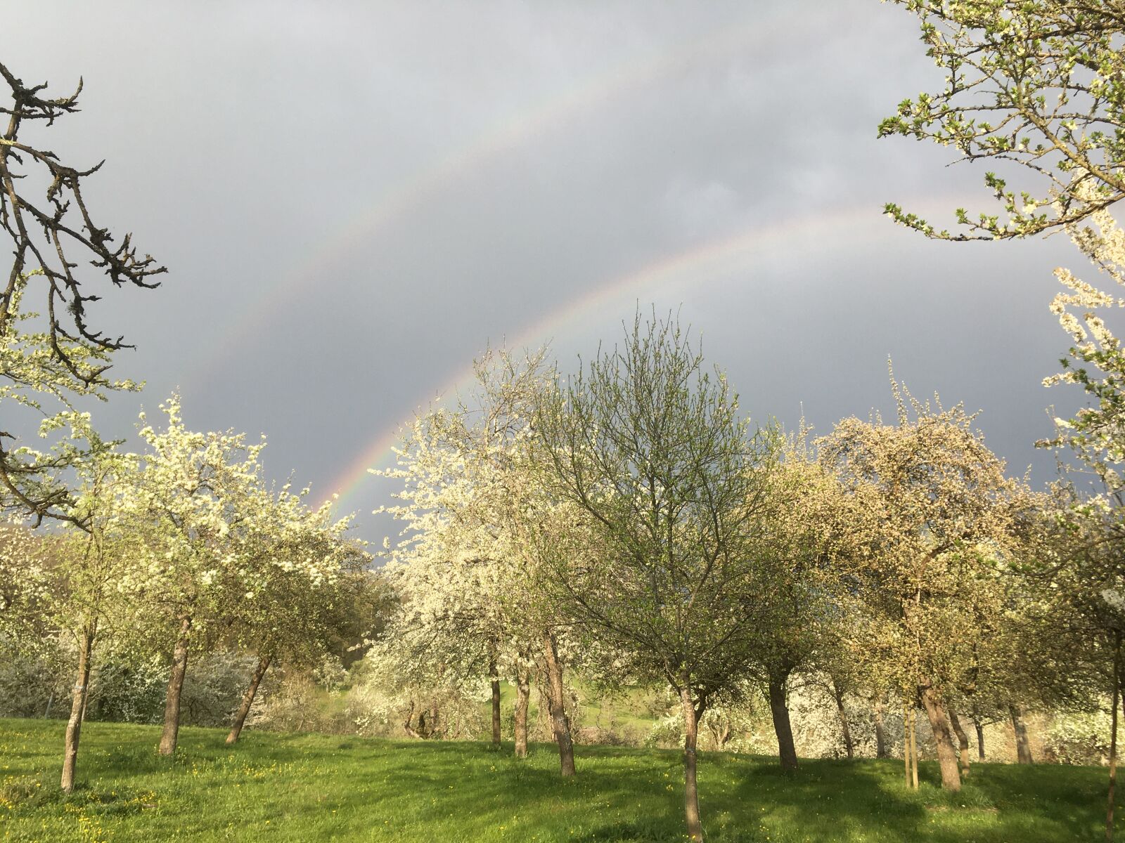 iPhone SE back camera 4.15mm f/2.2 sample photo. Flowers trees, meadow, rainbow photography