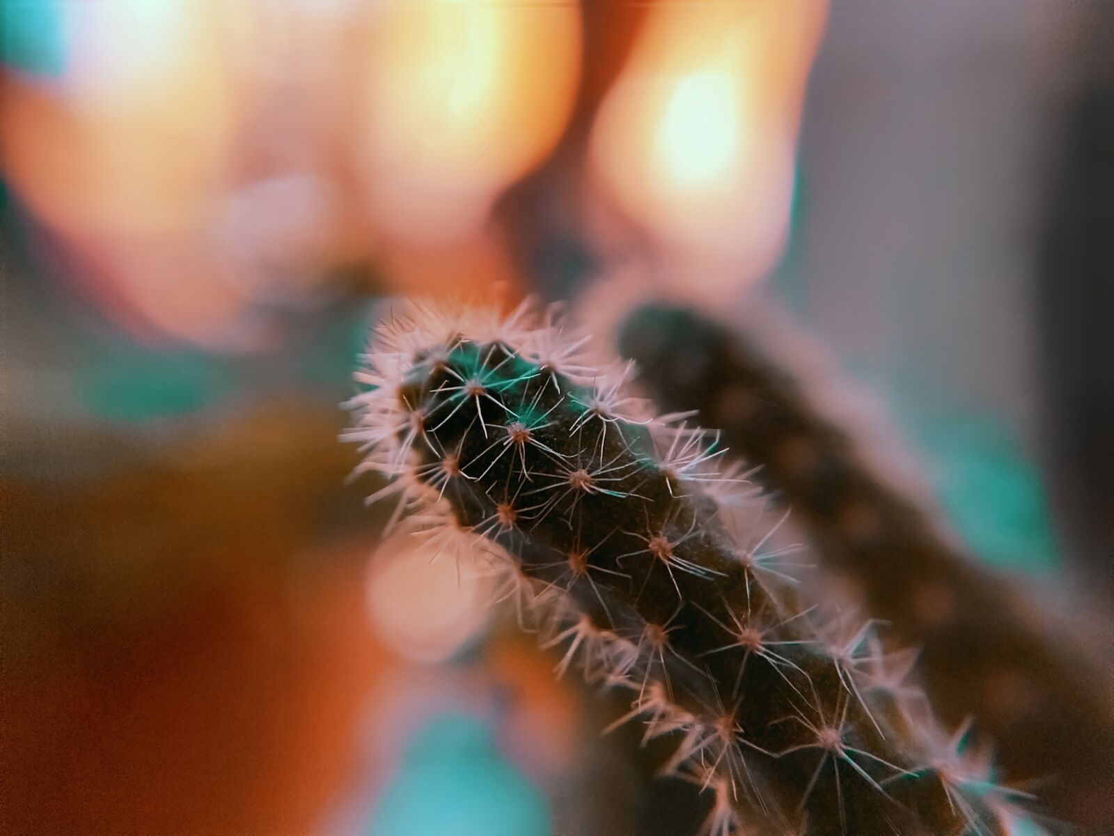 OnePlus A6000 sample photo. Cactus, closeup, succulent photography