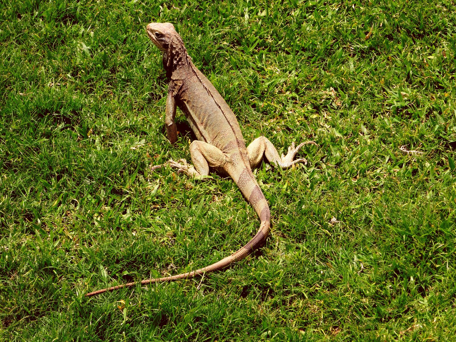 Sony Cyber-shot DSC-HX50V sample photo. Iguana, caribbean, reptile photography