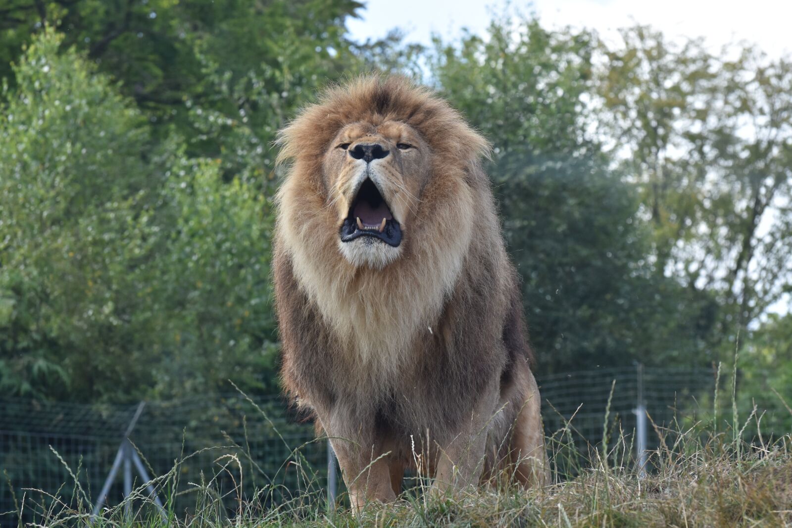 Nikon D7200 sample photo. Lion, cerza, zoo photography