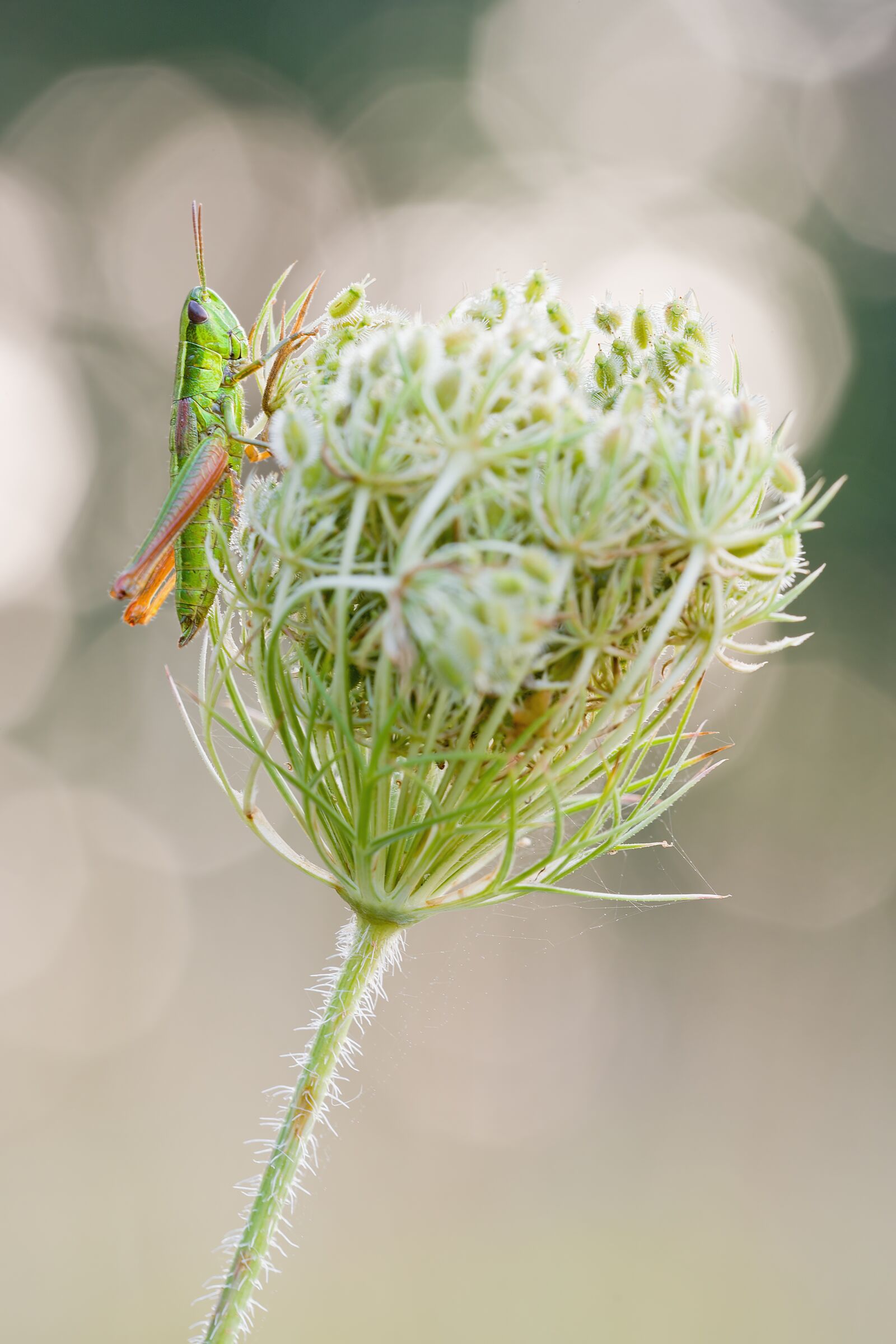 Nikon D750 sample photo. Grasshopper, wild carrot, nature photography