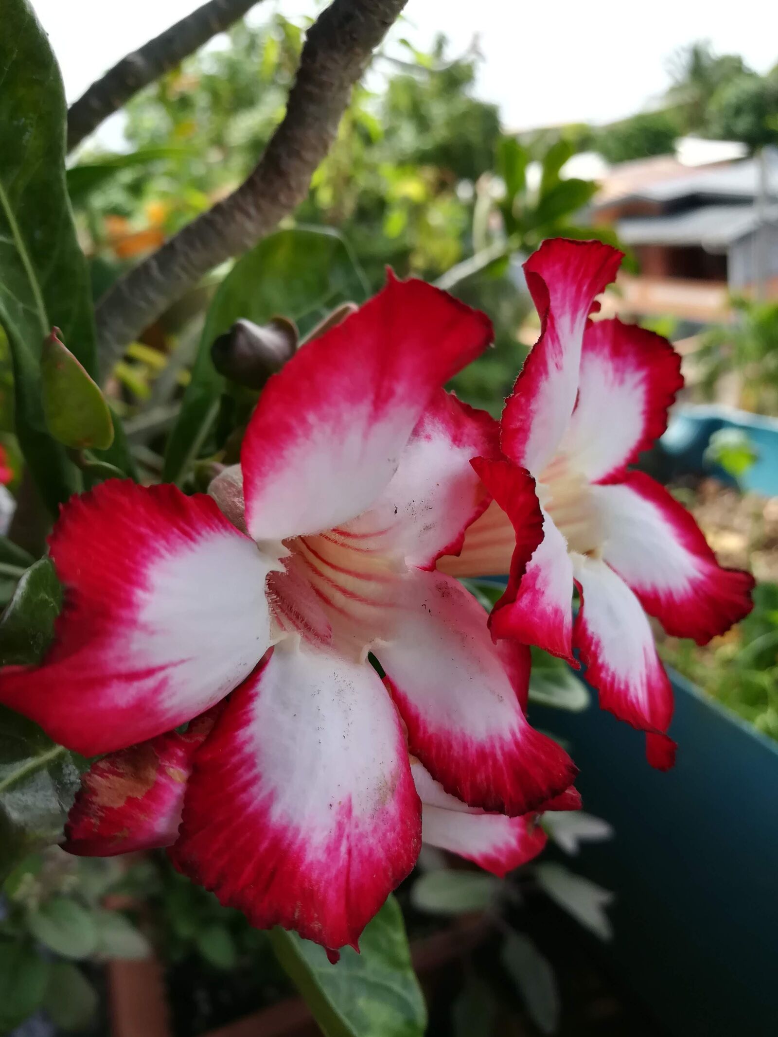 HUAWEI honor 6x sample photo. Desert rose, rose, garden photography