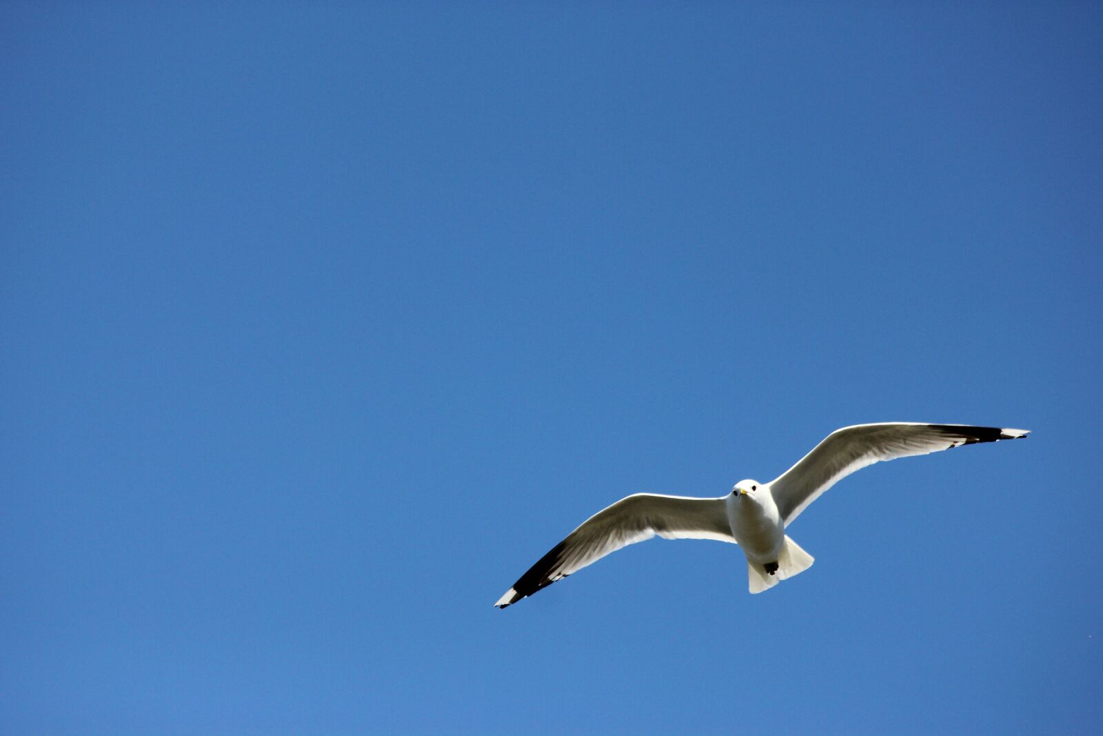 Canon EOS 550D (EOS Rebel T2i / EOS Kiss X4) sample photo. Seagull, himmel, bird photography
