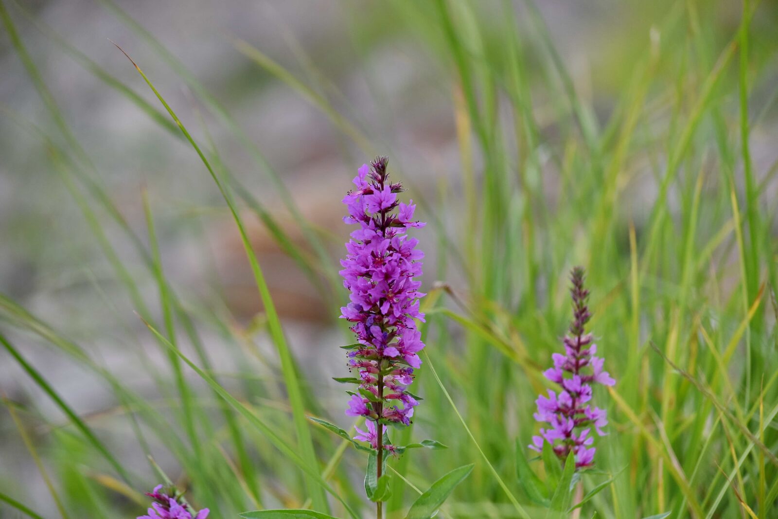 Nikon D5500 sample photo. Close-up, flower, grassland, purple photography
