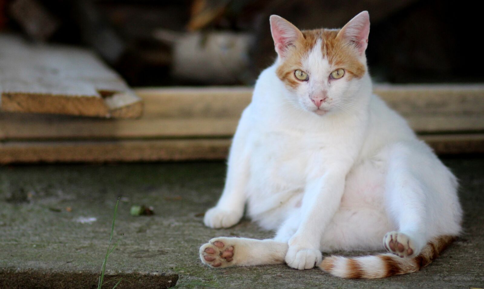 Canon EOS 700D (EOS Rebel T5i / EOS Kiss X7i) + Canon EF 85mm F1.8 USM sample photo. Cat, white, orange photography