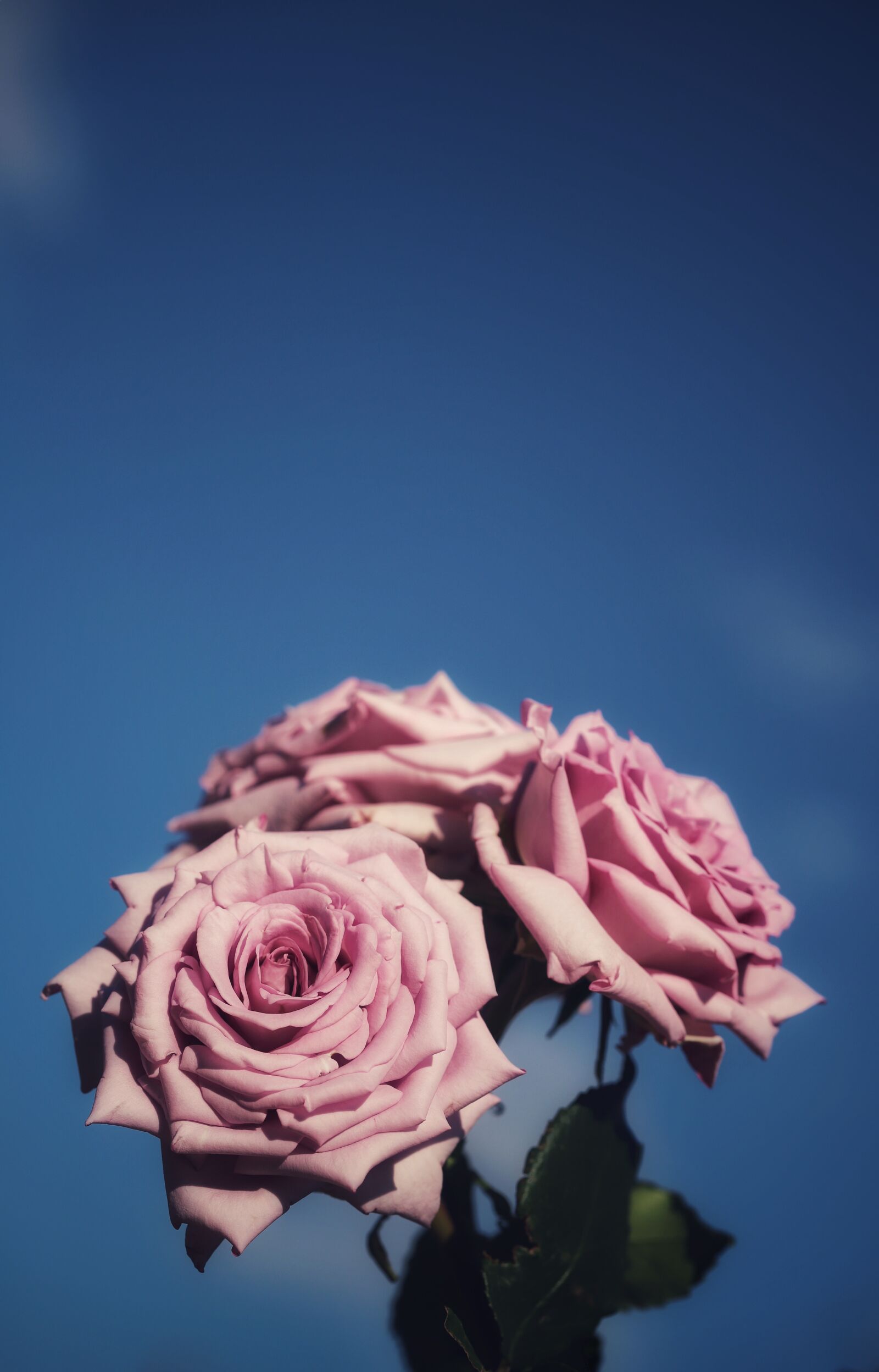 Canon EF 100mm F2.8L Macro IS USM sample photo. Rose, macro, flower photography