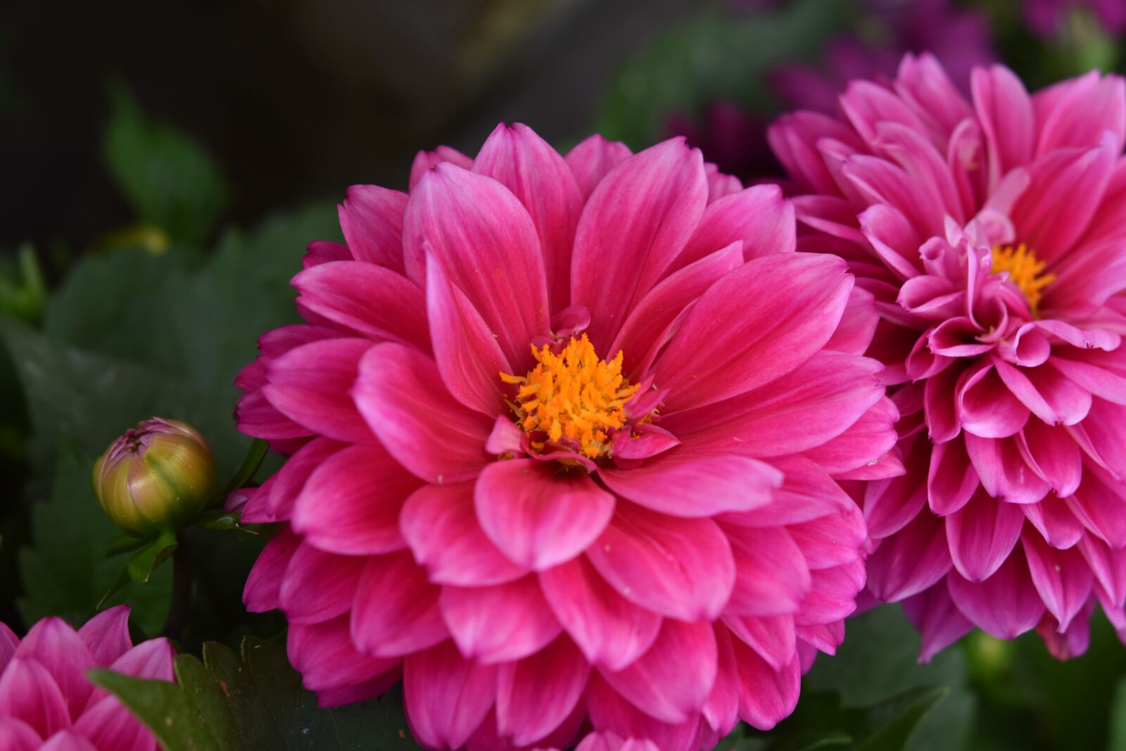 Nikon D5600 sample photo. Flower, dahlia, plant photography