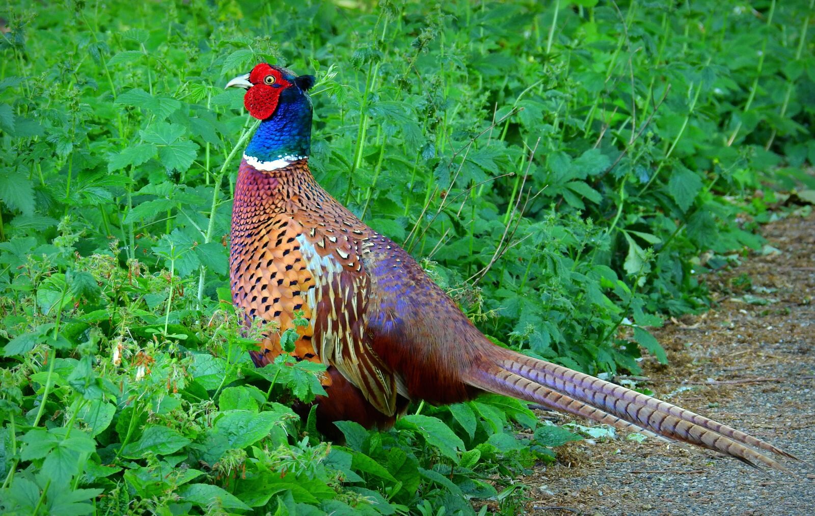 Nikon Coolpix P900 sample photo. Male pheasant, bird, animal photography