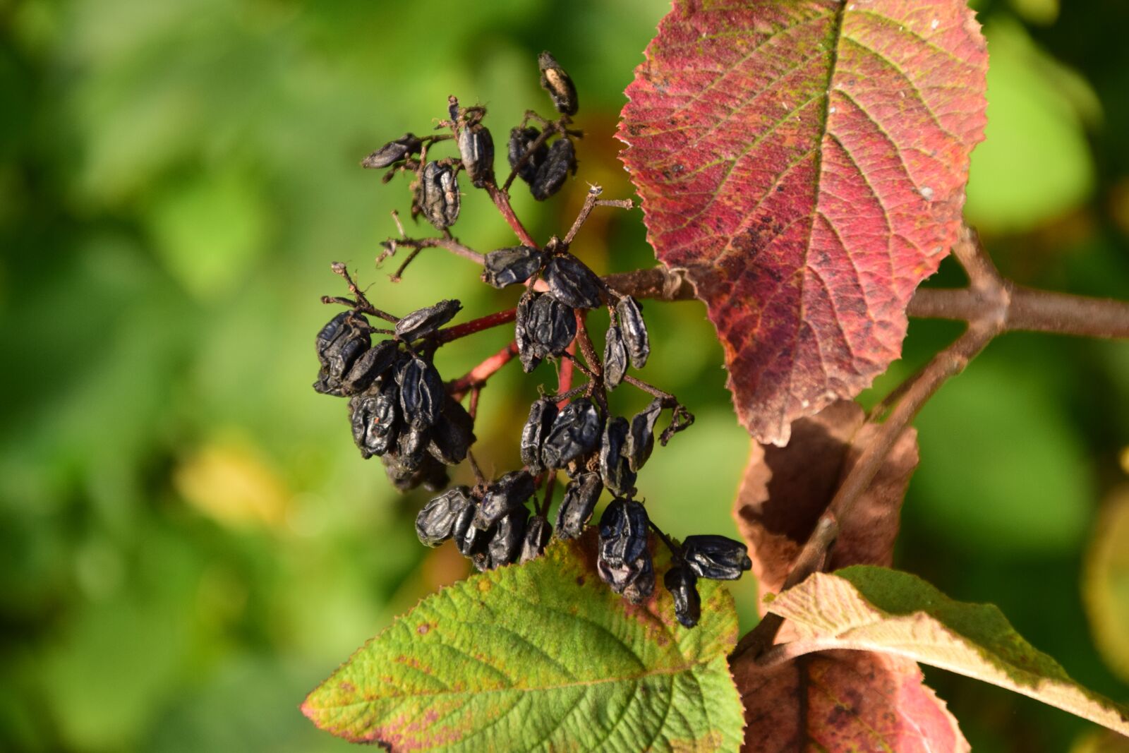 Nikon D3300 sample photo. Autumn, berries, nature photography