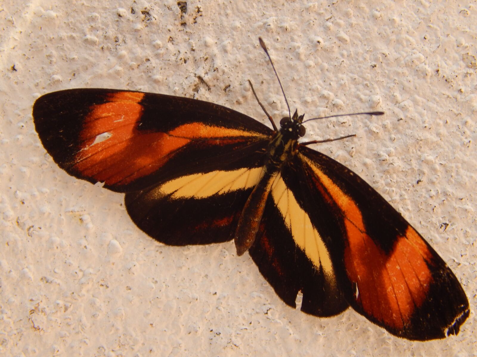 Nikon Coolpix L820 sample photo. Butterfly, insect, colored photography