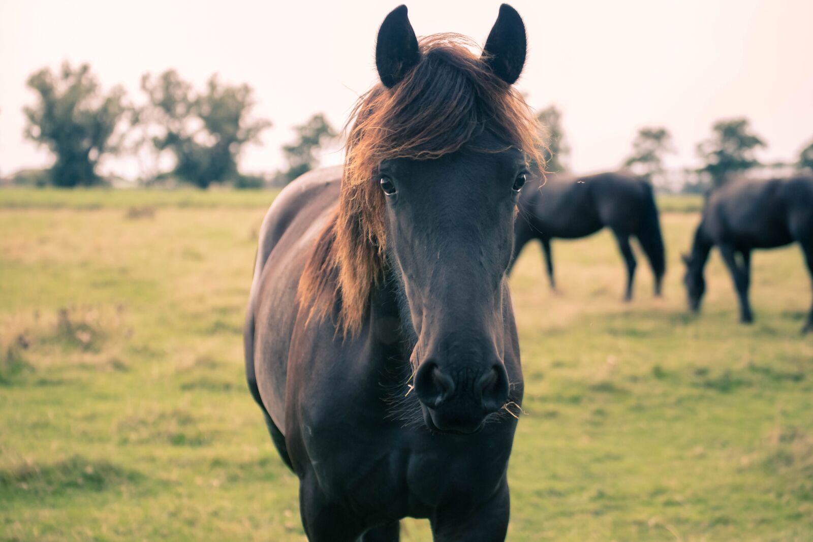 Canon EOS 6D Mark II sample photo. Horse, horses, nature photography