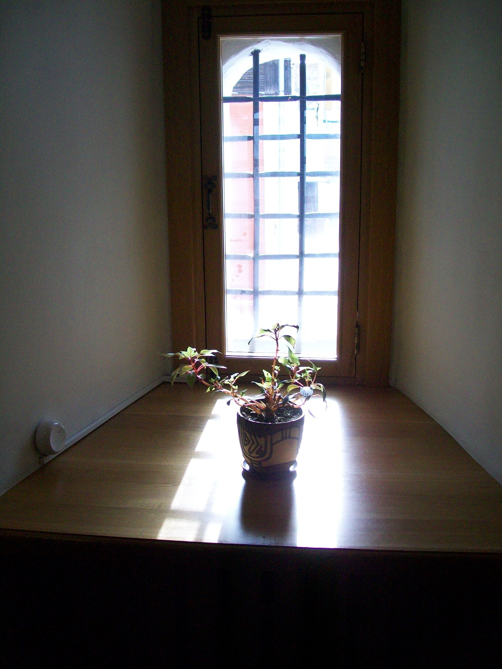 Kodak EasyShare C913 sample photo. Flower, sun, window photography