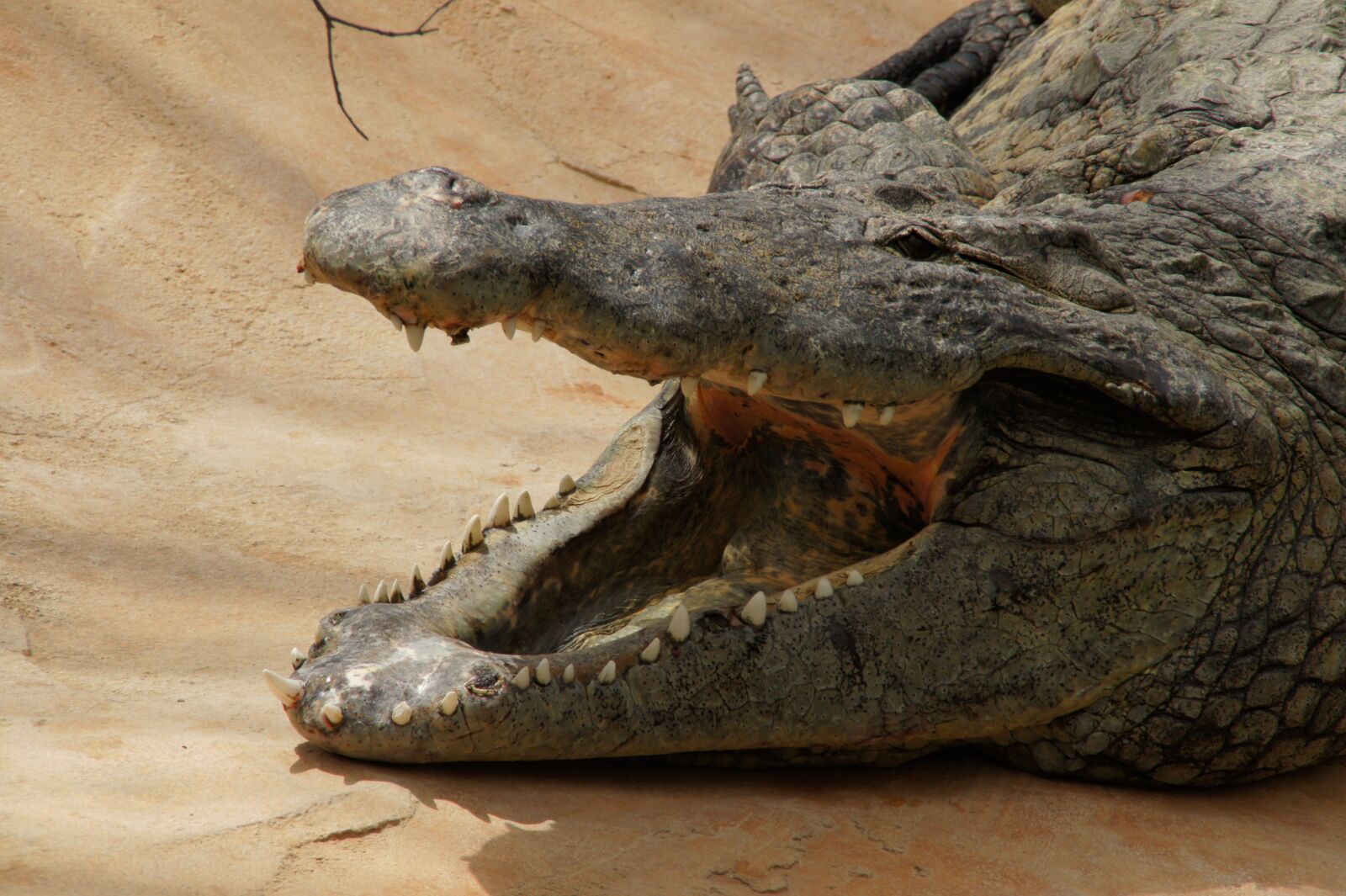 Sony Alpha DSLR-A450 sample photo. Crocodile, animal, reptile photography