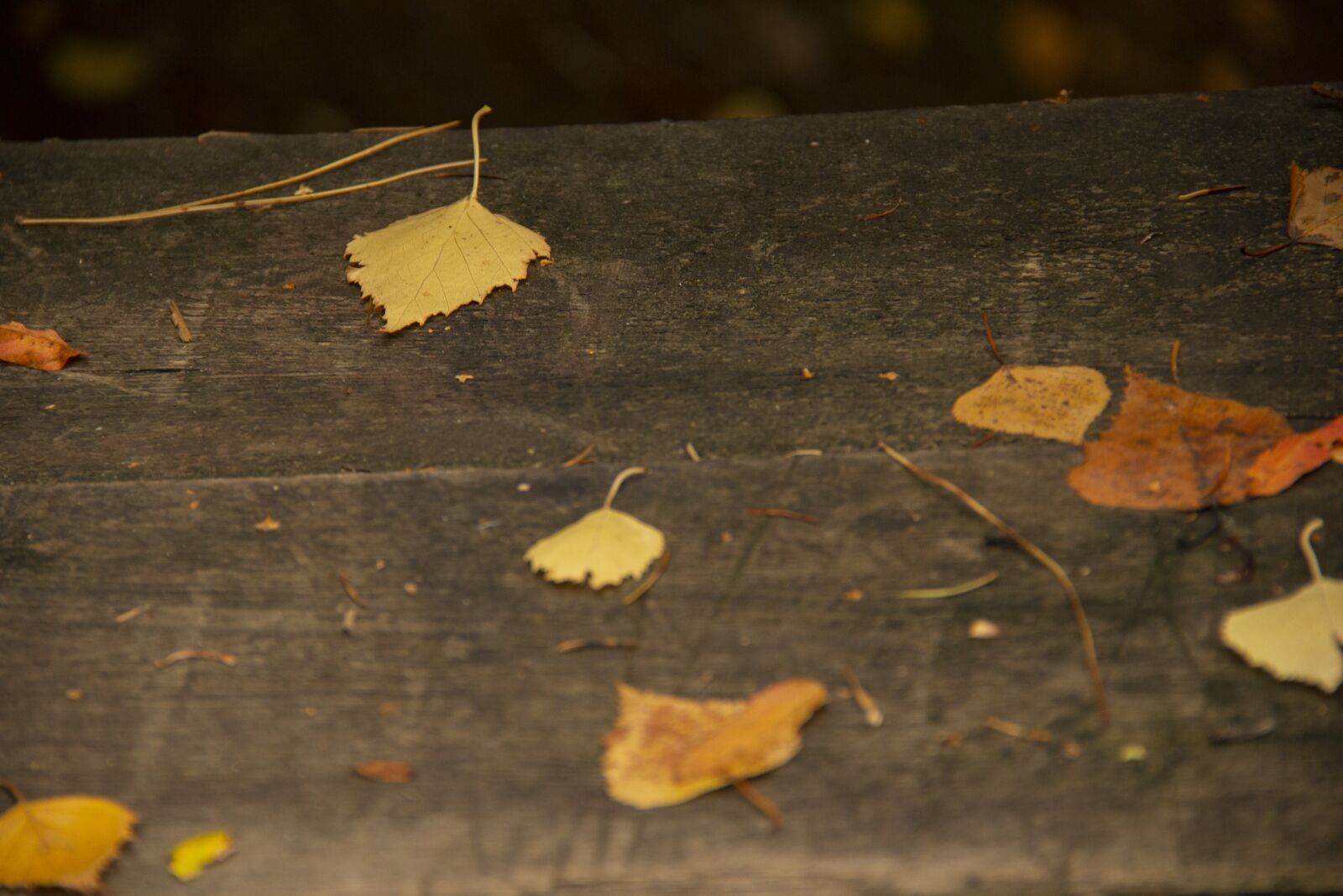 Canon EOS 70D + Canon EF-S 18-135mm F3.5-5.6 IS sample photo. Leaves, autumn, yellow photography