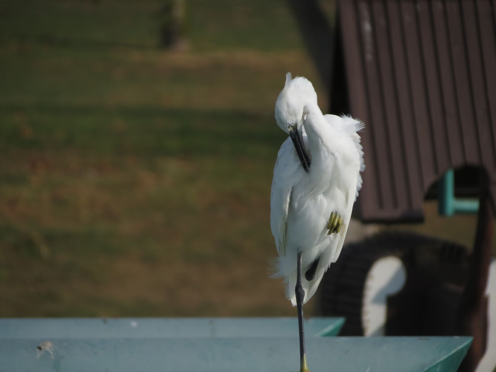 Canon PowerShot SX40 HS sample photo. White, heron, bird photography