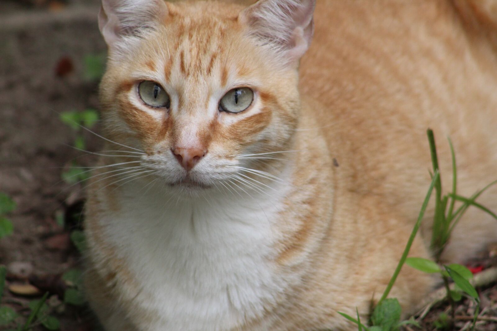 Canon EOS 1300D (EOS Rebel T6 / EOS Kiss X80) sample photo. Cat, feline, look photography