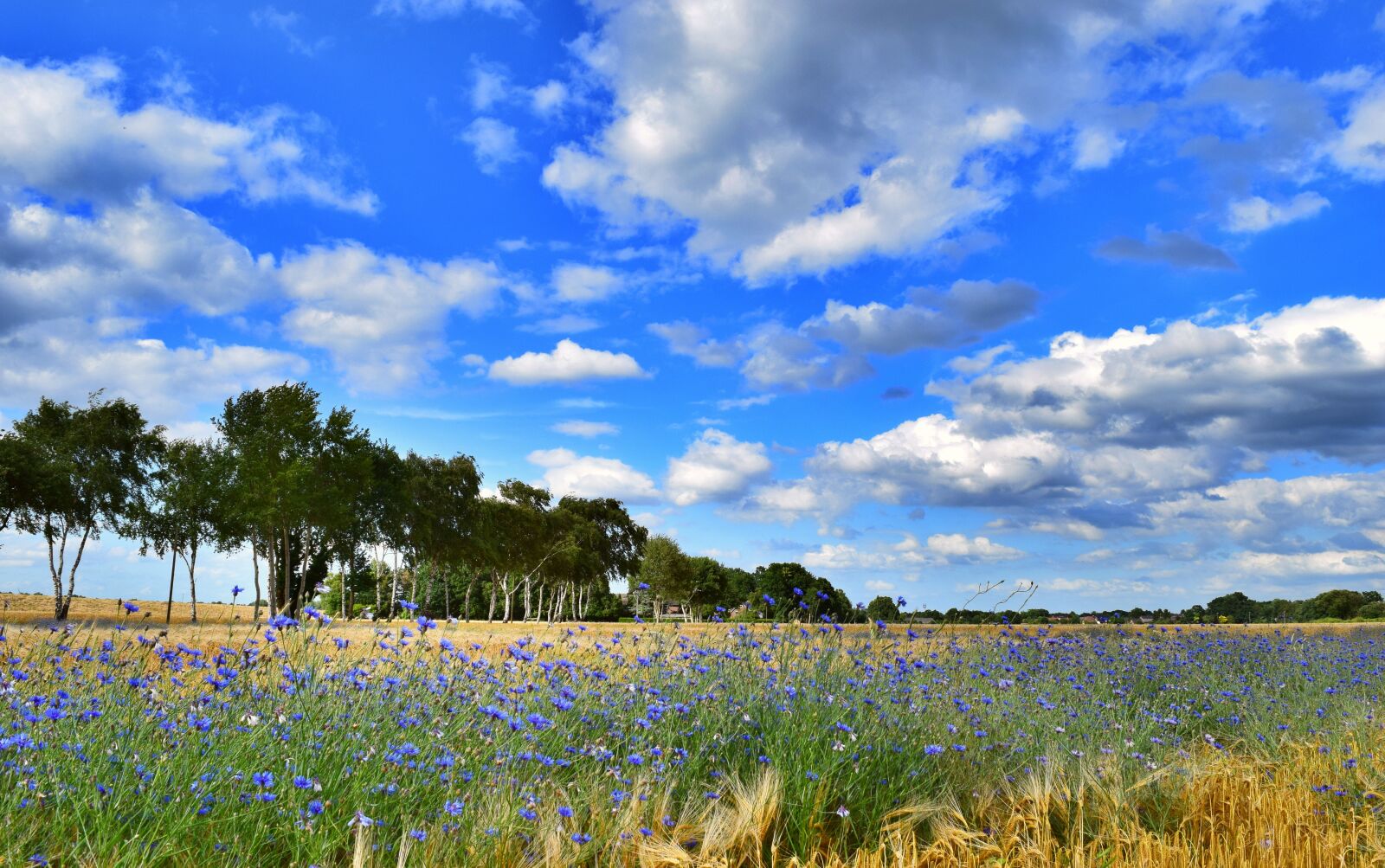 Nikon D3300 sample photo. Field, trees, sky photography