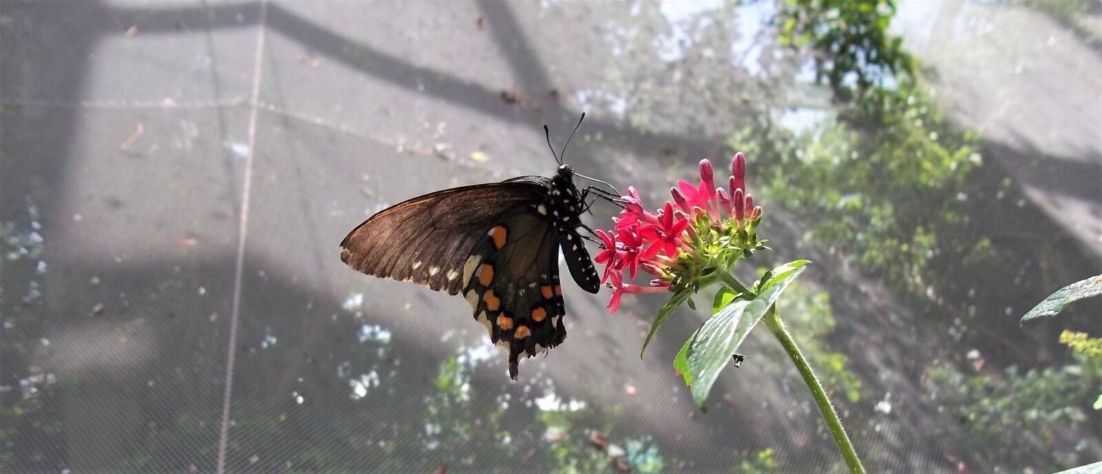 Kodak EASYSHARE C143 DIGITAL CAMERA sample photo. Butterfly, flower, feeding photography