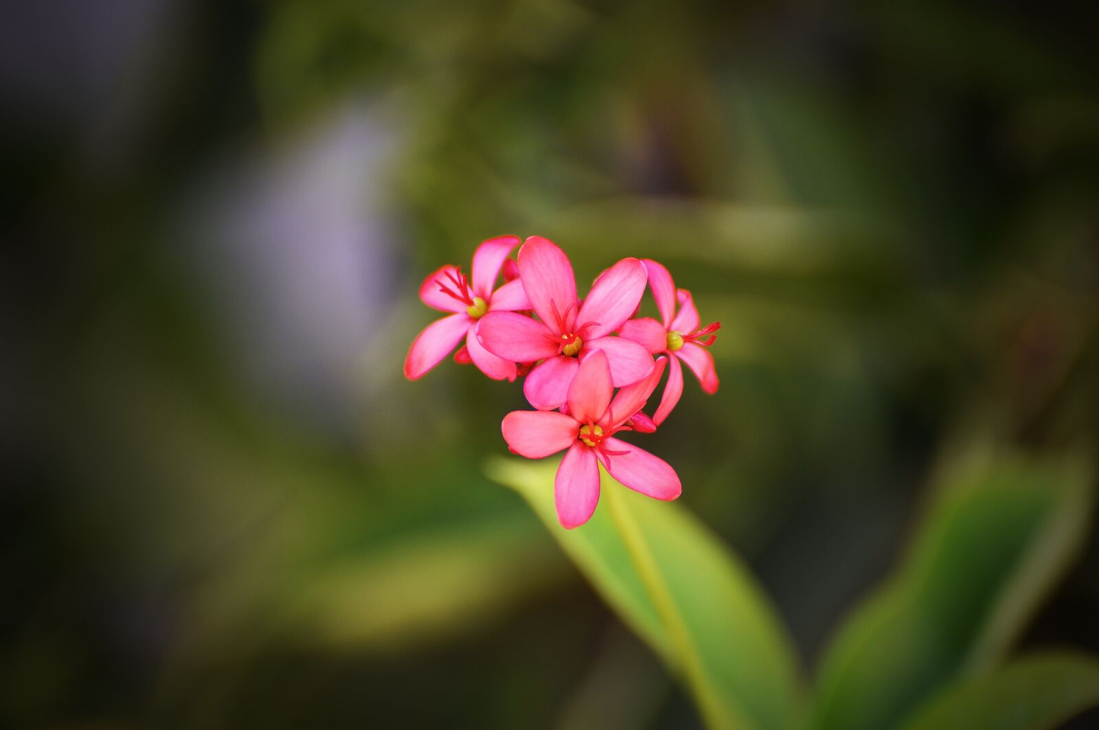 Nikon D750 sample photo. Flower, flora, nature photography
