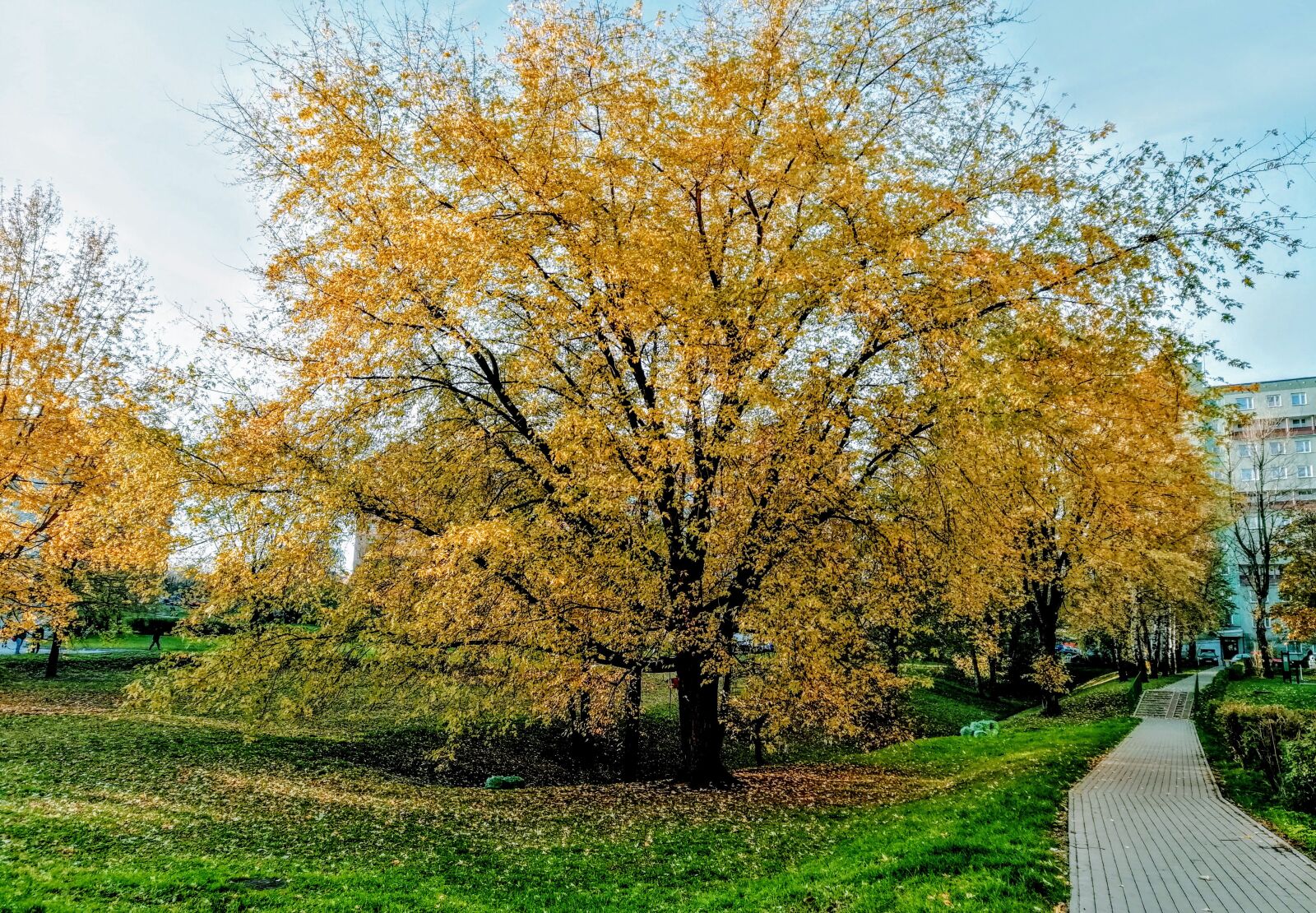 HUAWEI SNE-LX1 sample photo. Tree, gold, foliage photography