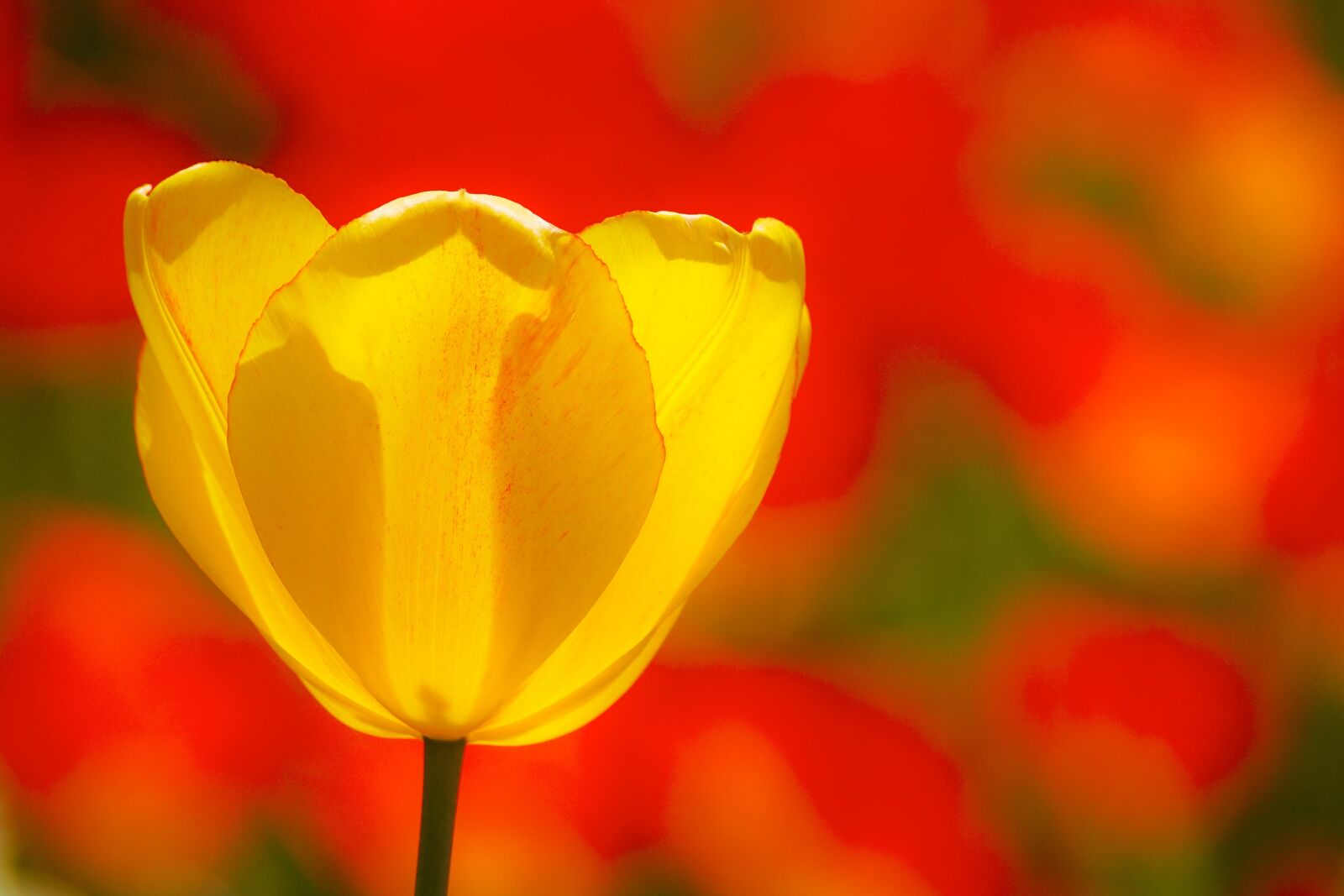 Sony DT 55-300mm F4.5-5.6 SAM sample photo. Tulips, flowers, spring photography