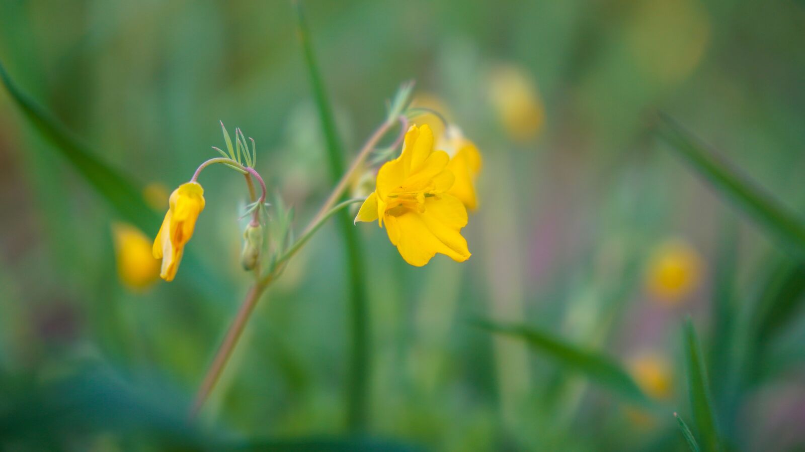 Sony a6500 + Sony Vario-Tessar T* E 16-70mm F4 ZA OSS sample photo. Nature, plant, flower photography