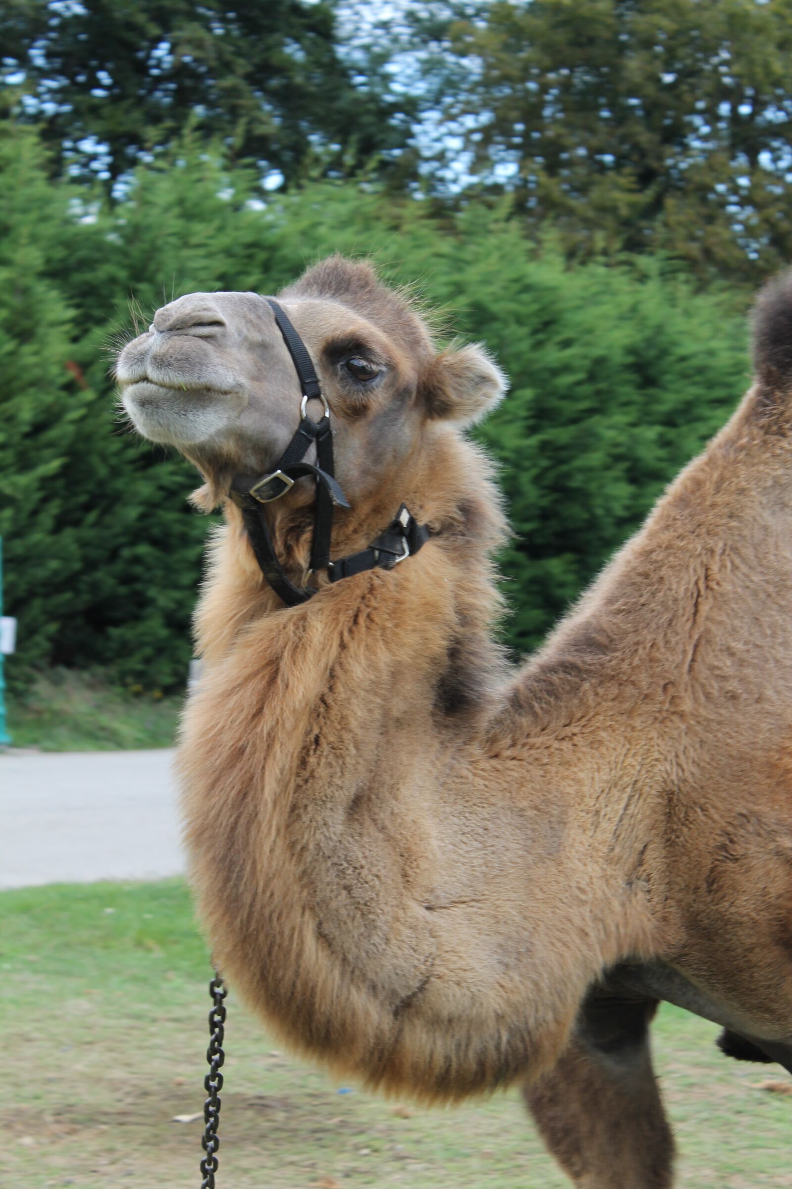Canon EOS 1100D (EOS Rebel T3 / EOS Kiss X50) sample photo. Camel, zoo, animals photography