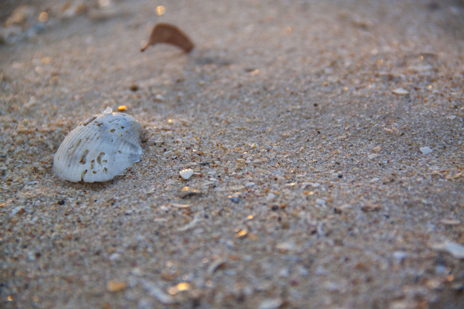 Canon EOS 500D (EOS Rebel T1i / EOS Kiss X3) sample photo. Beach, sand, sea, seaside photography