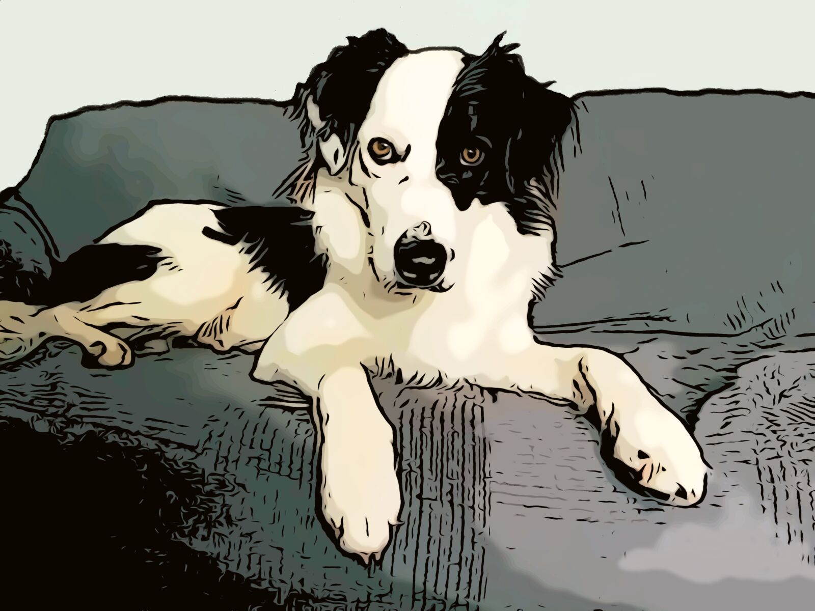 Apple iPhone 6s sample photo. Dog, border collie, collie photography