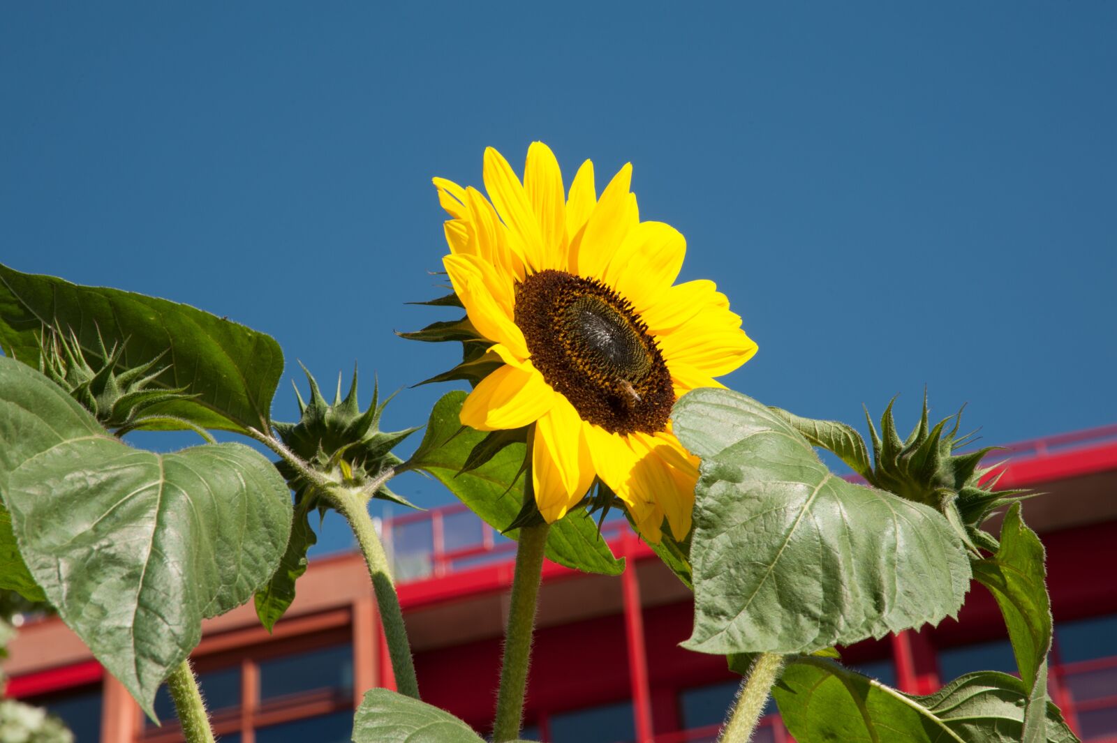 Nikon D700 sample photo. Sunflower, flower, blossom photography